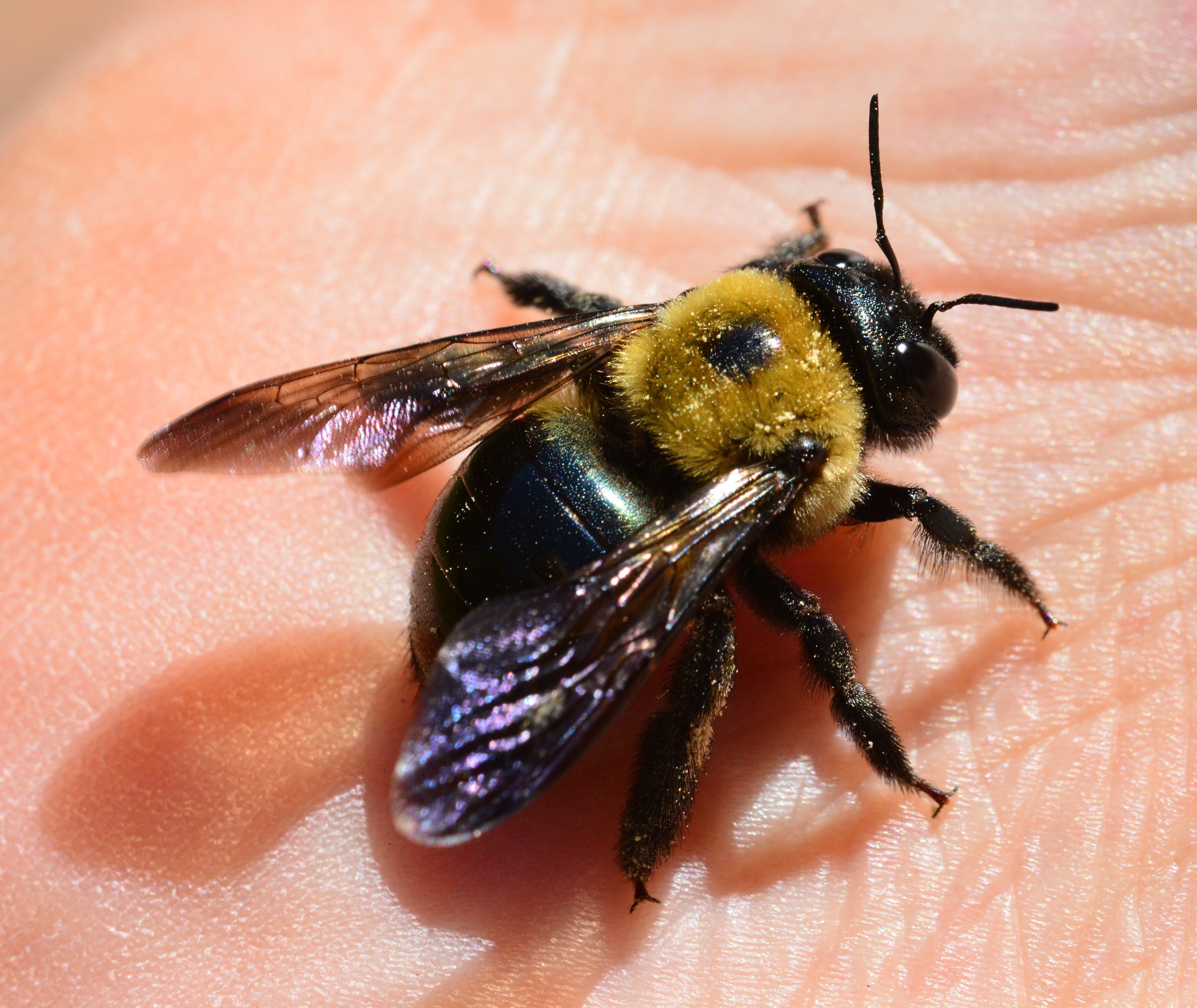 Насекомые похожие на пчел