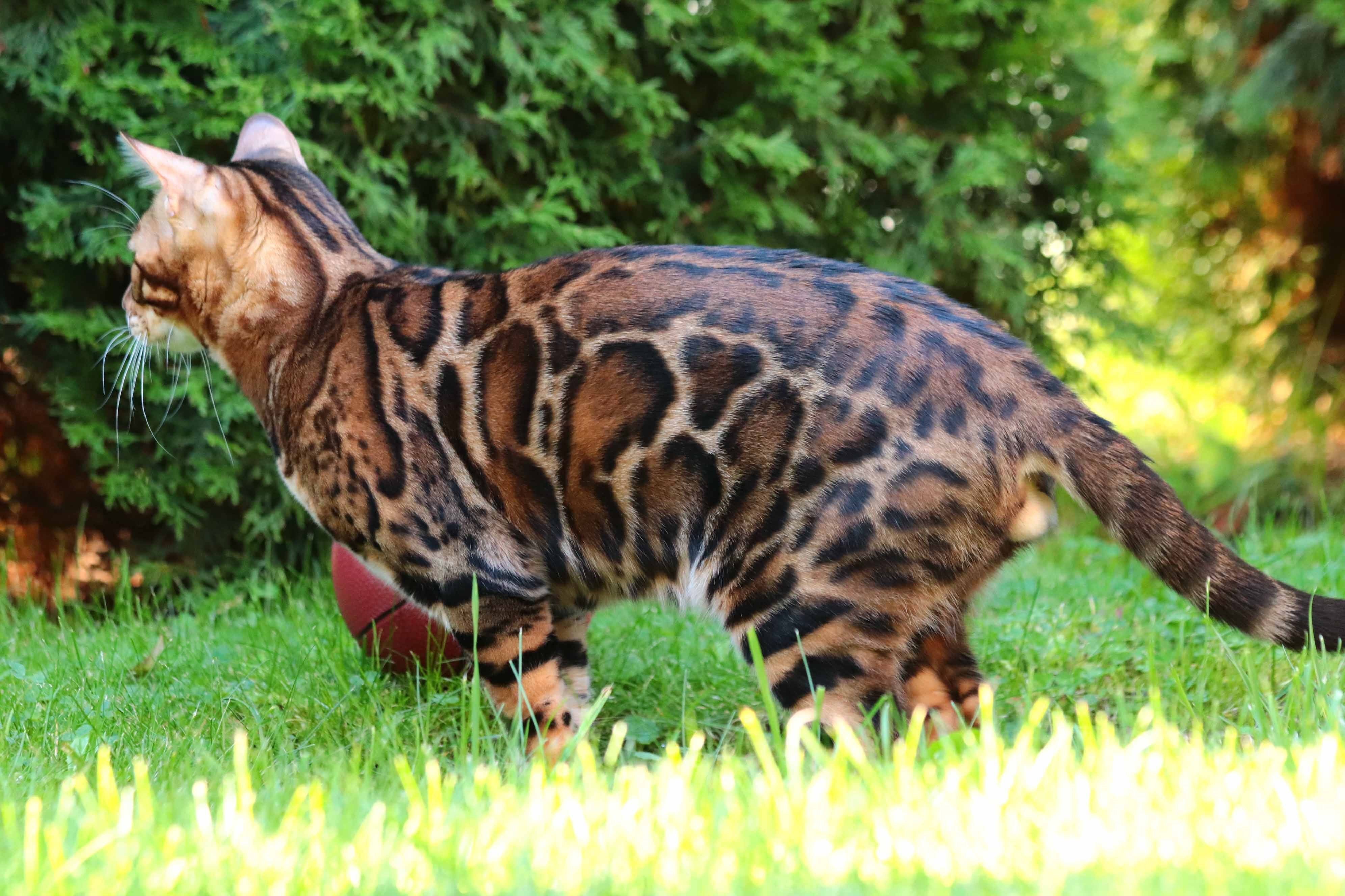 Фото бенгальского кота взрослого