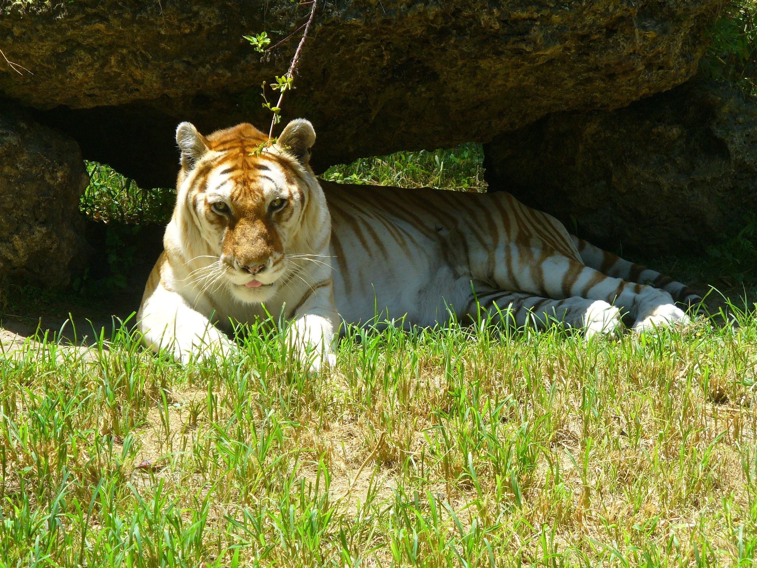 Золотистый тигр фото