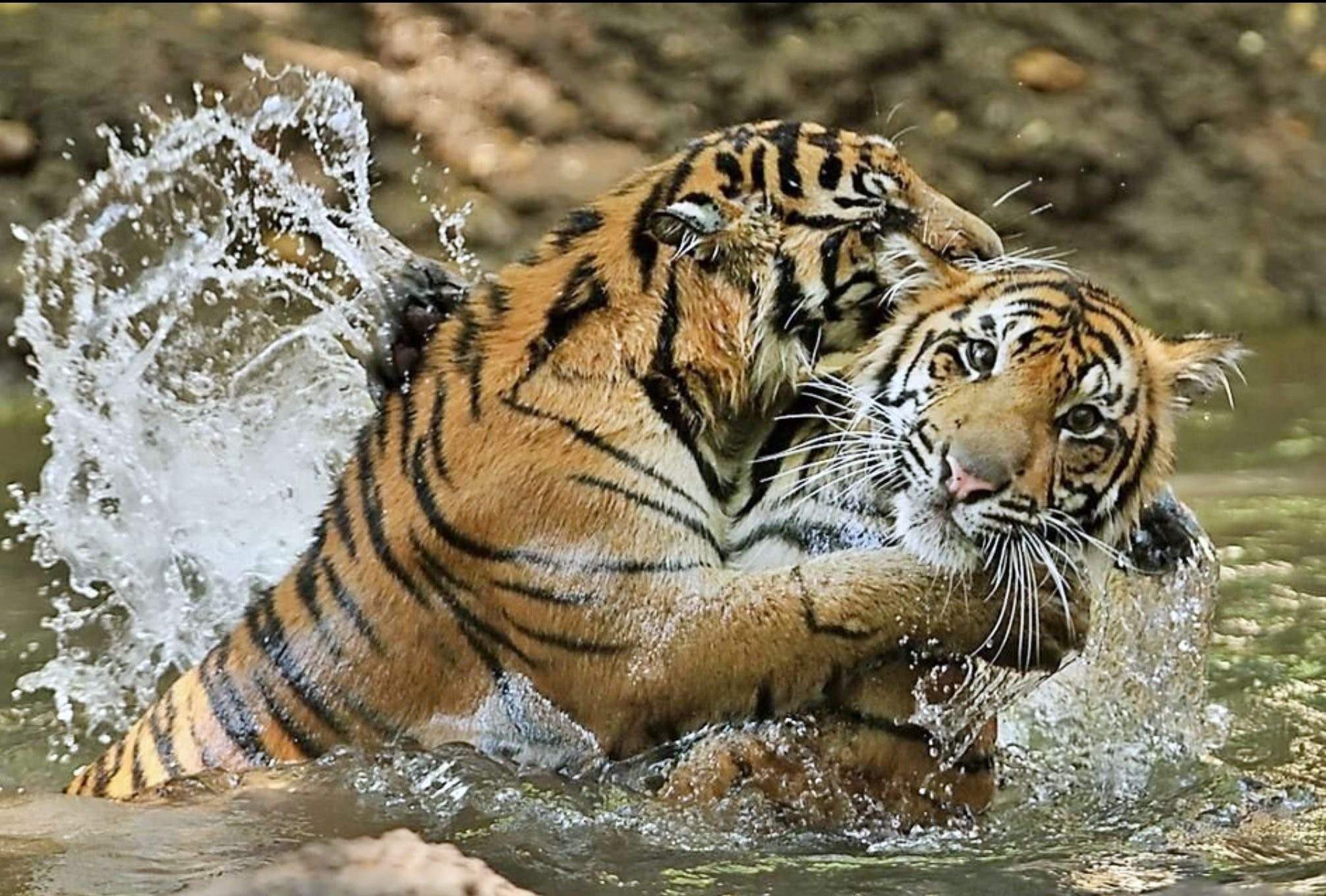 Тигр образует реку. Золотой бенгальский тигр. Золотой Амурский тигр. Тигр в воде. Тигр охотится.