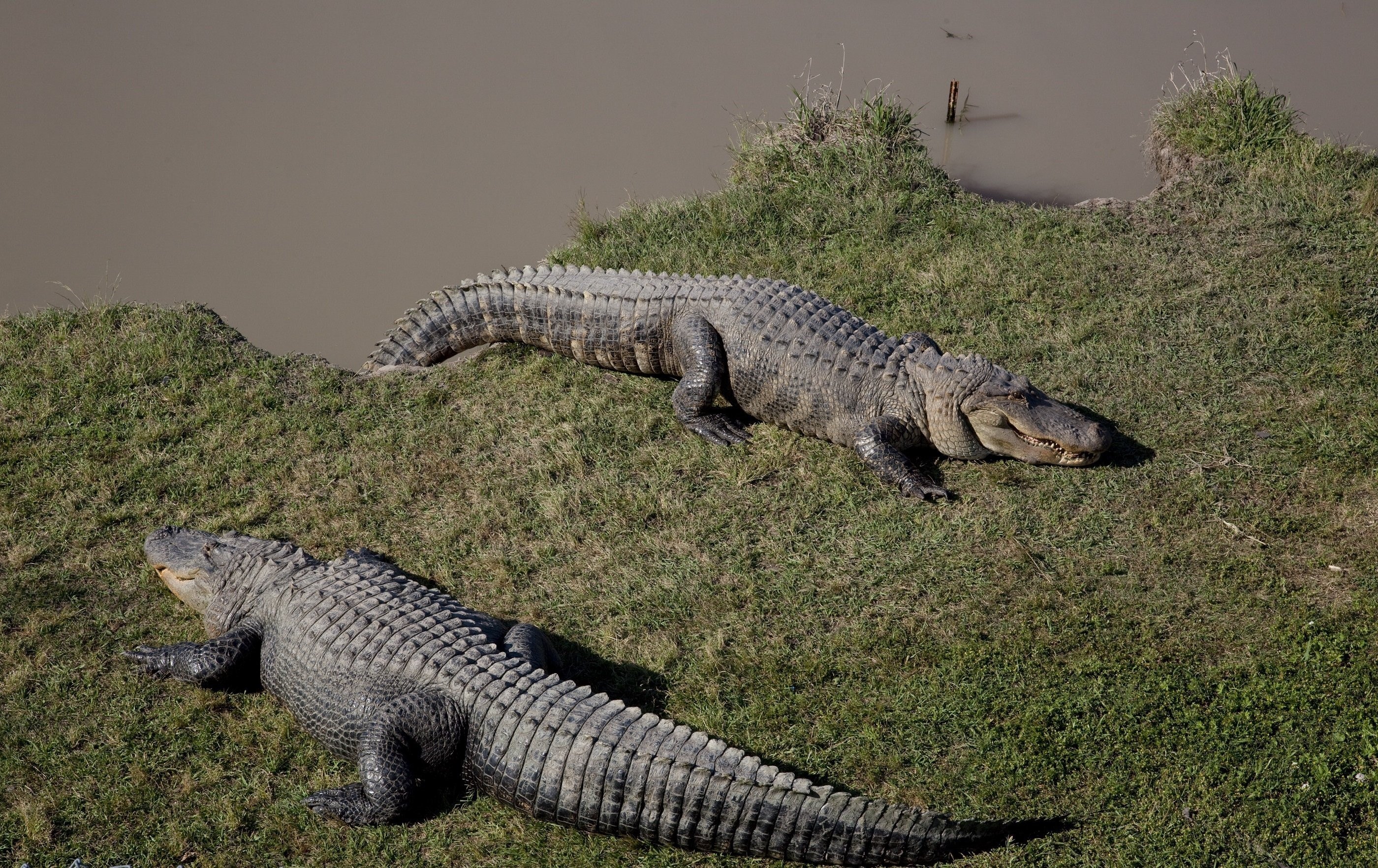 Крокодил это пресмыкающееся животное. Миссисипский Аллигатор. Гребнистый крокодил. Миссисипский Аллигатор крокодилы и ко. Пресмыкающиеся крокодил.