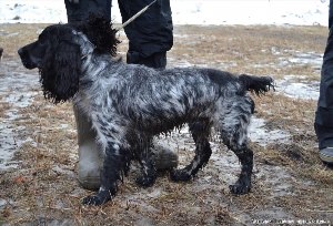 Русский спаниель выставка