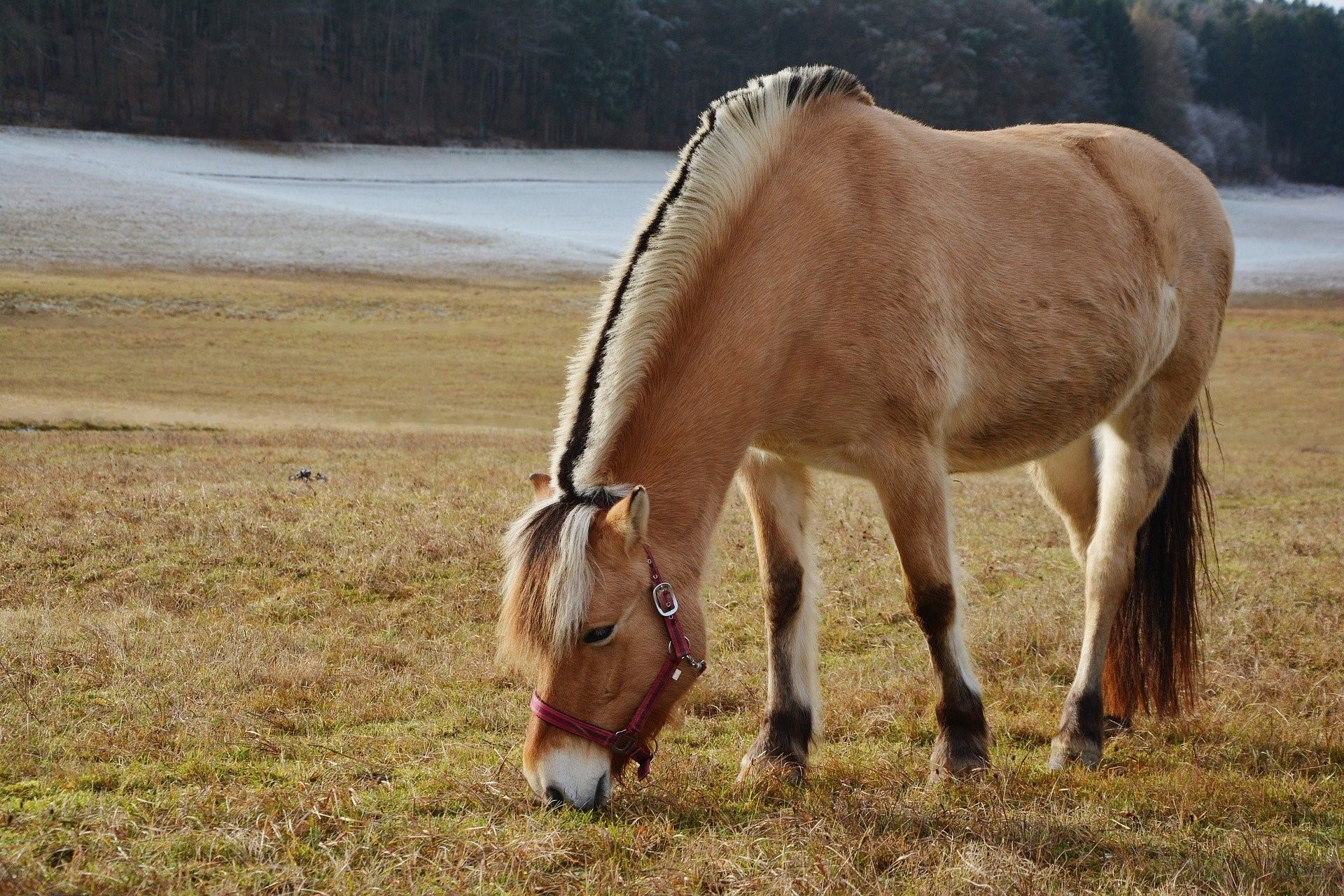 Фото фьордов лошадей
