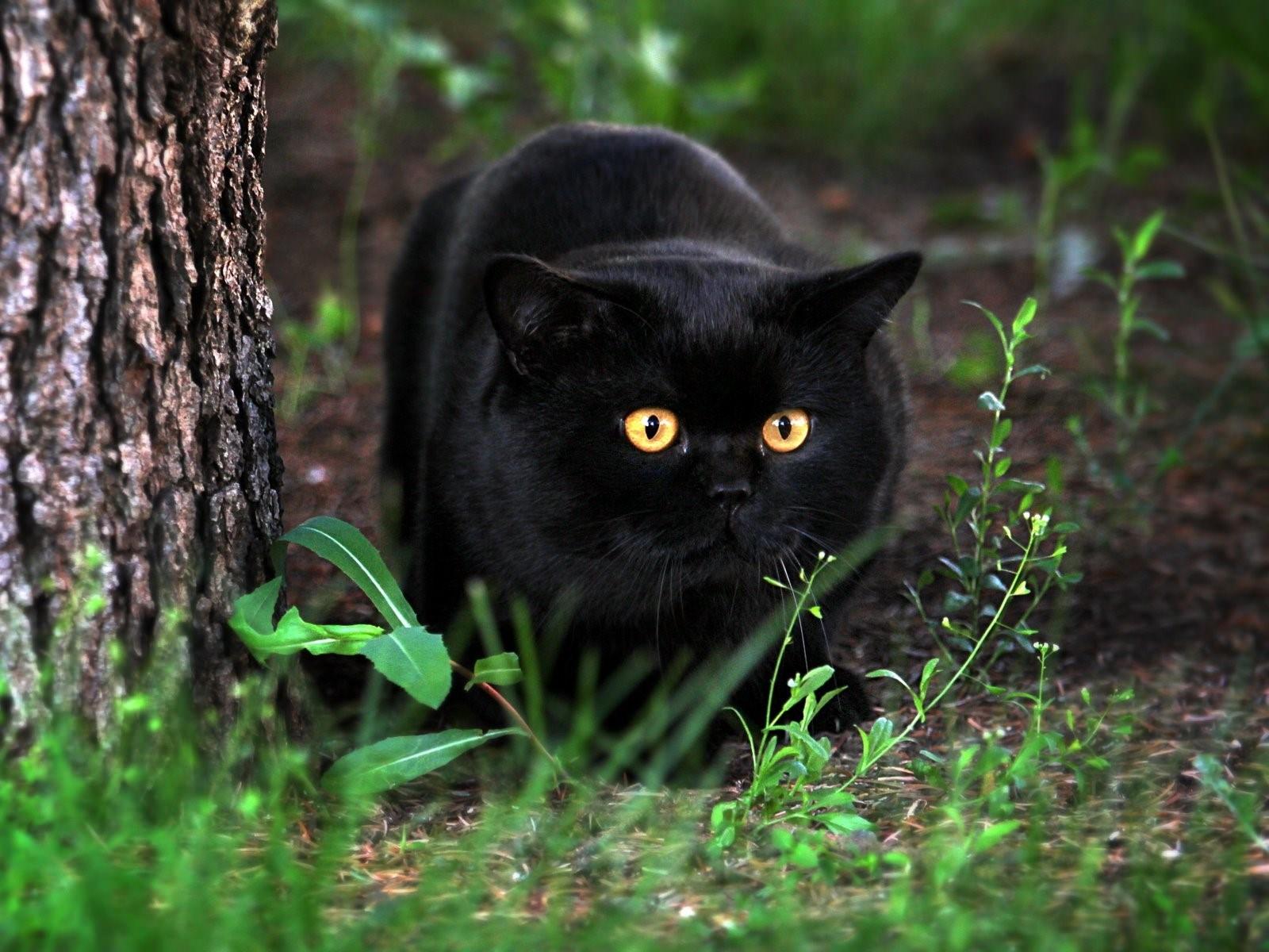 фото черного котенка британца