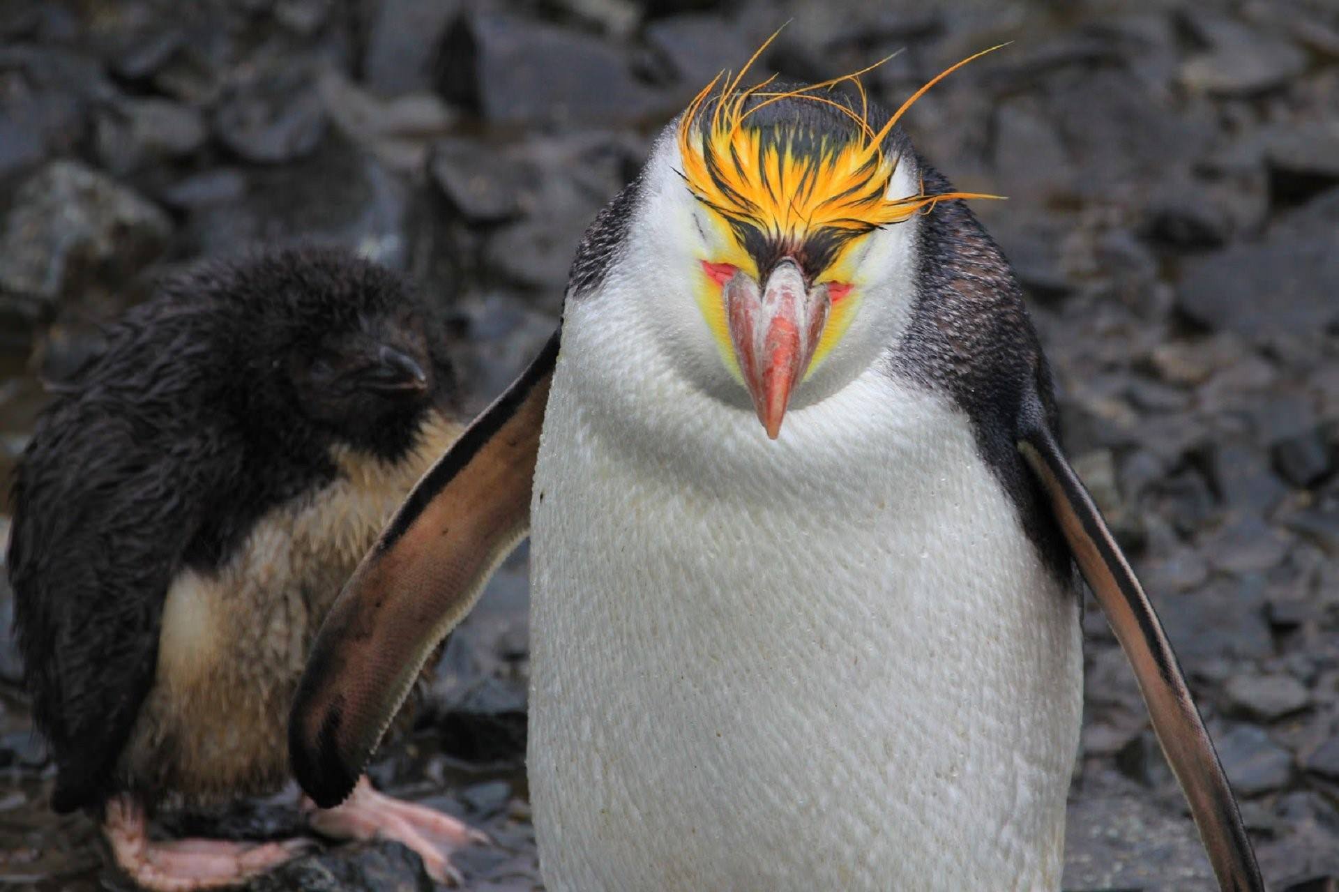 Фото пингвина в хорошем качестве