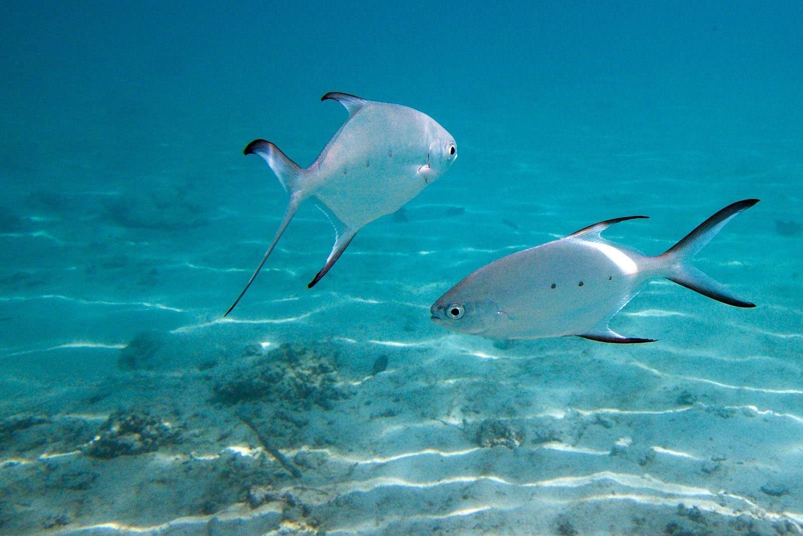 Мальдивы рыбки