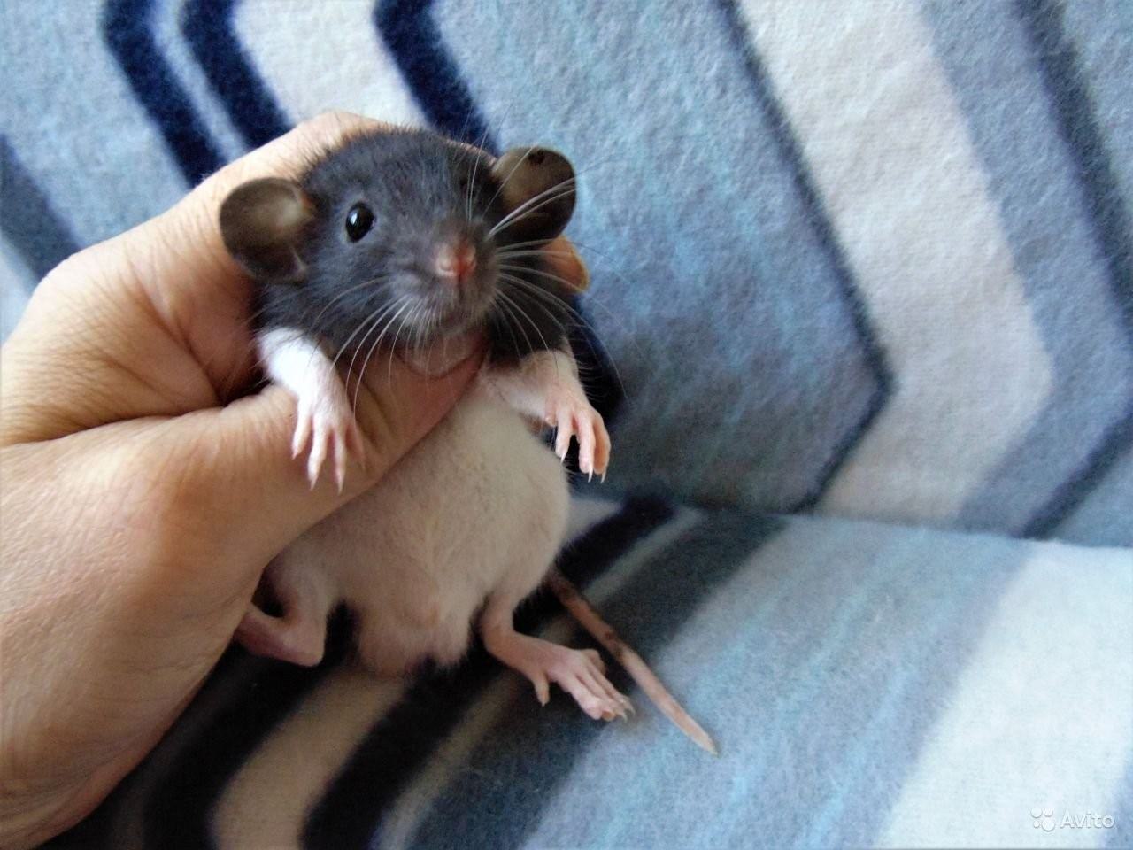 Как выглядит маленькая крыса фото
