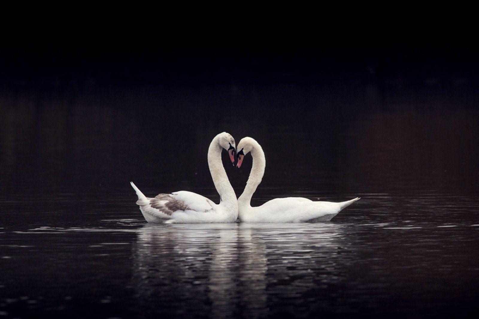 Длительная верность. Два лебедя. Пара лебедей. Любовь и лебеди. 2 Лебедя на озере.