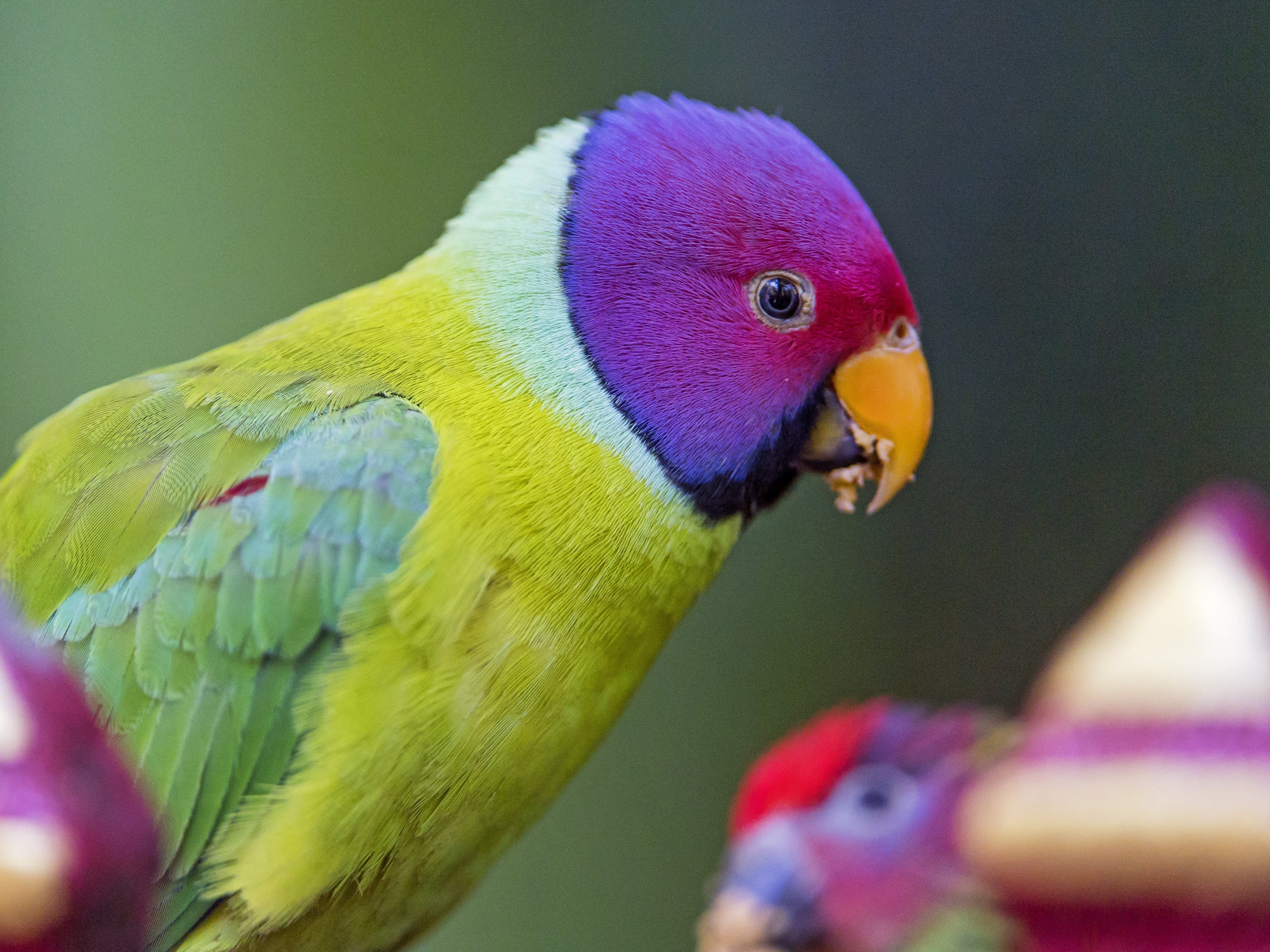 Короткий пестрый. Сливоголовый кольчатый попугай. Фиолетовый ожереловый попугай. Красноголовый ожереловый попугай. Амазон и ожереловый попугай.