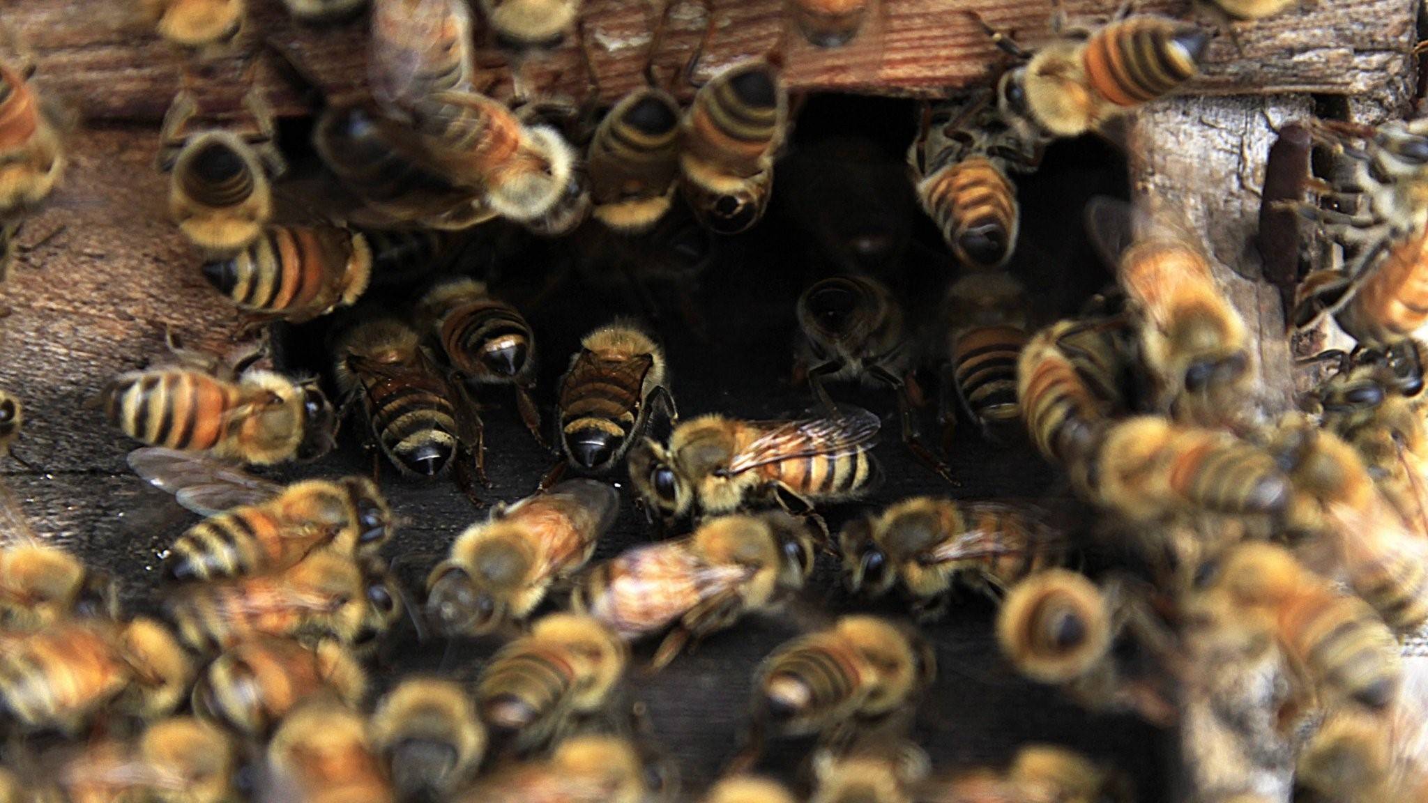 Убегаем пчел. Рой пчел. Пчела пчёлы пчелинный Рой. Пчела с оружием. Пчелиная семья.