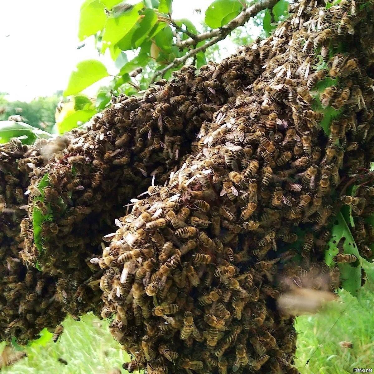 Роевые пчелы. Роение пчел. Шершневый Рой. Пчелиный Рой. Рой пчелиный роится.