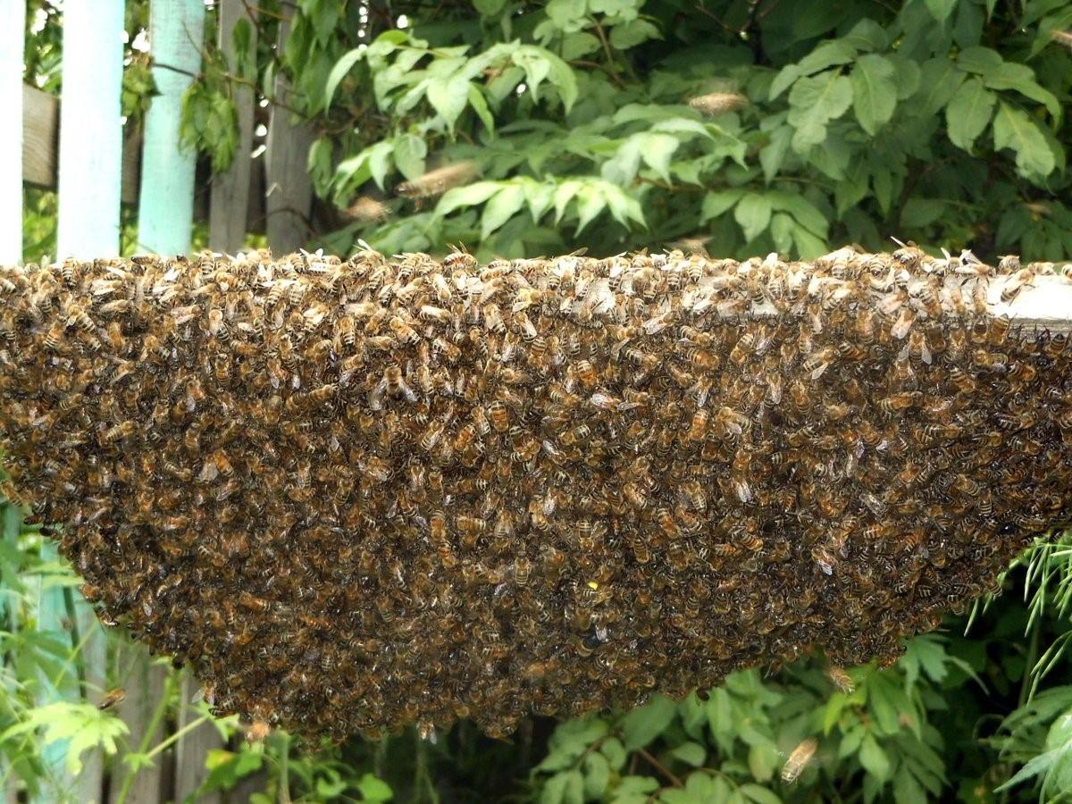 Роевые пчелы. Роение пчел. Пчелиный Рой. Пчелиный Рой фото. Как роятся пчелы.