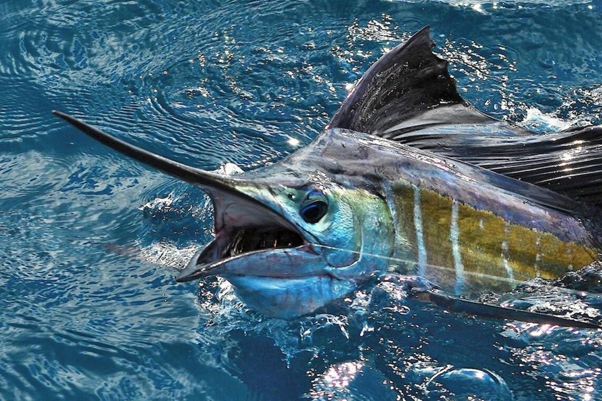 Голубой марлин рыба фото