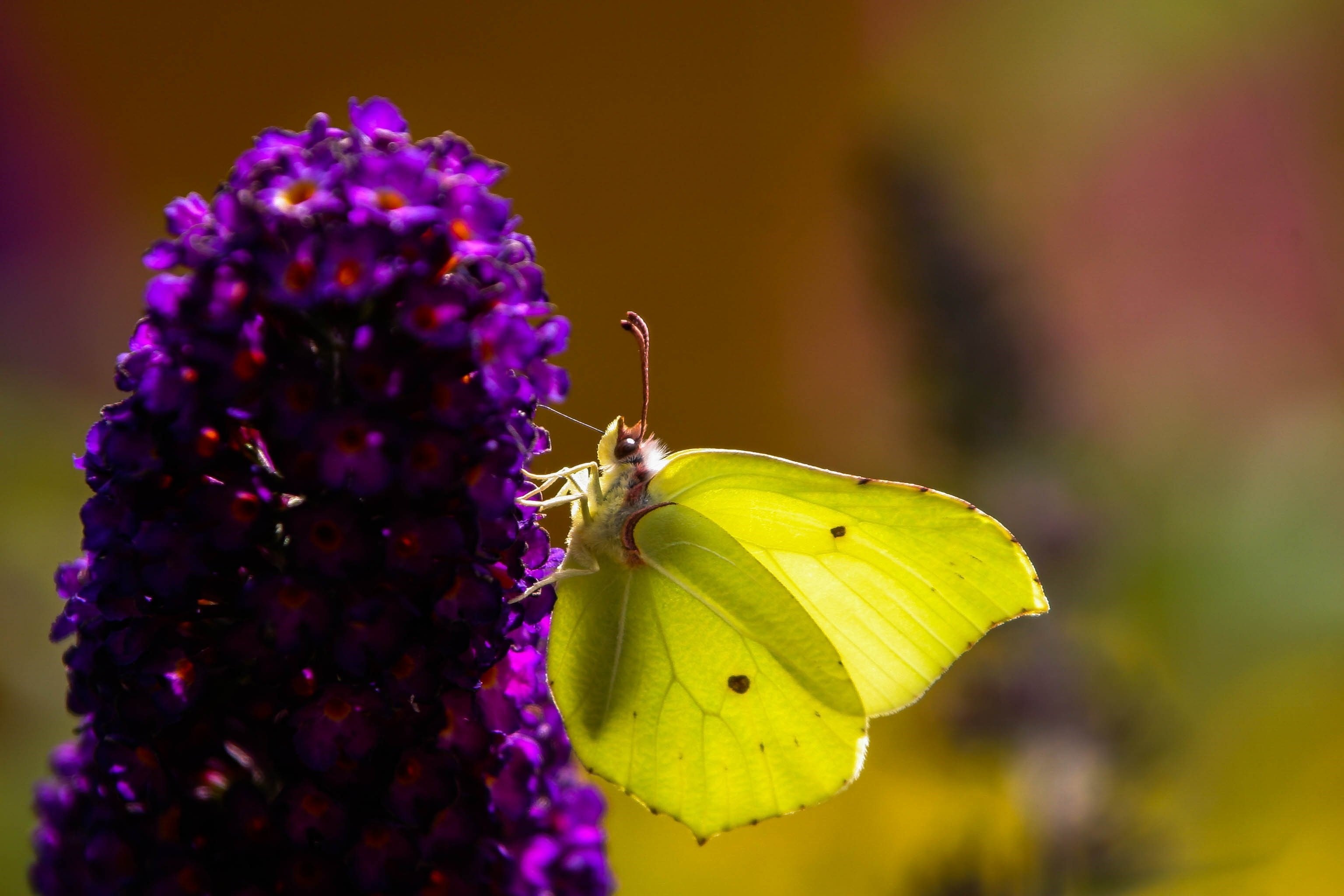 Бабочки фиолетового цвета. Сиреневые бабочки. Бабочка фиолетовая. Жёлтая бабочка. Желто сиреневые бабочки.