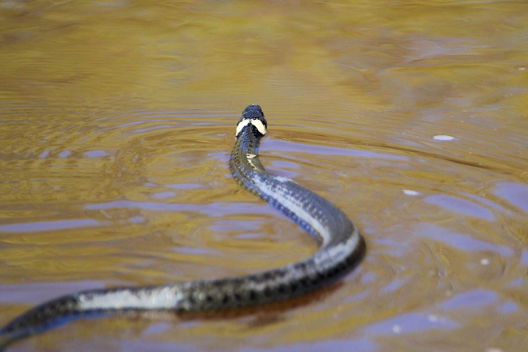 Водянка змея водная