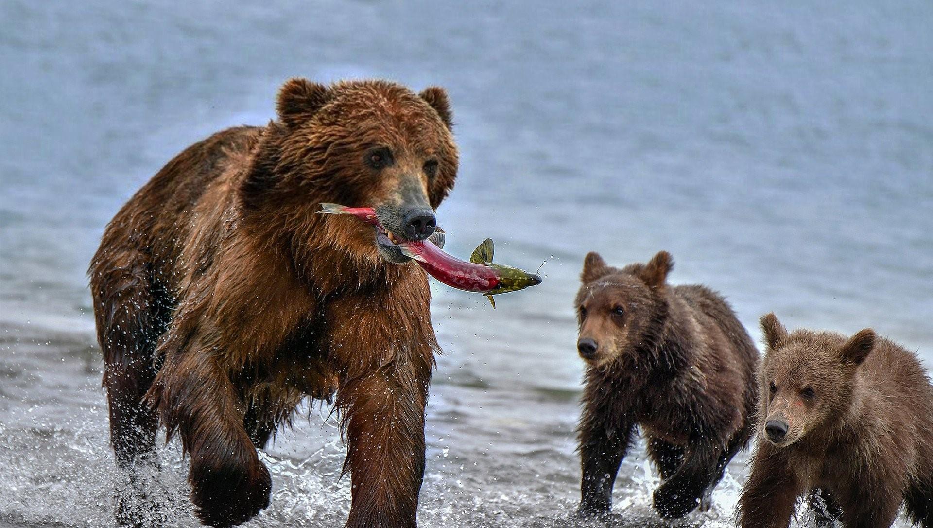 Описание фотографии камчатский бурый медведь. Бурый медведь Камчатки. Бурый медведь Камчатский медведь. Медведь с рыбой. Бурый медведь с рыбой.