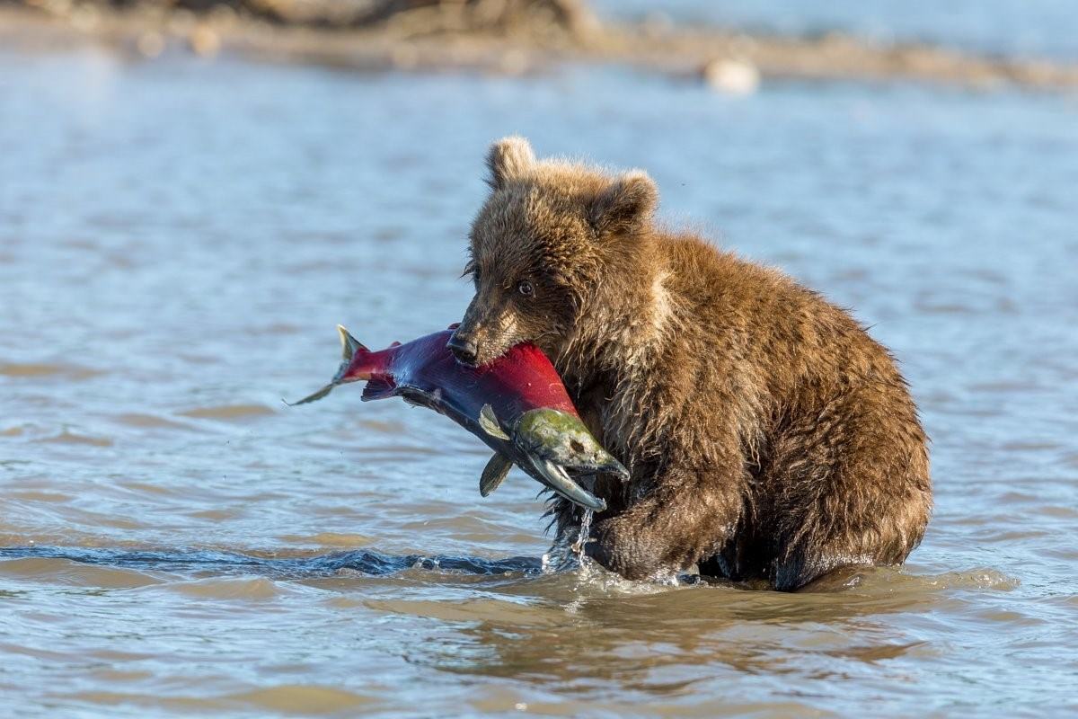 рыбы река медведица