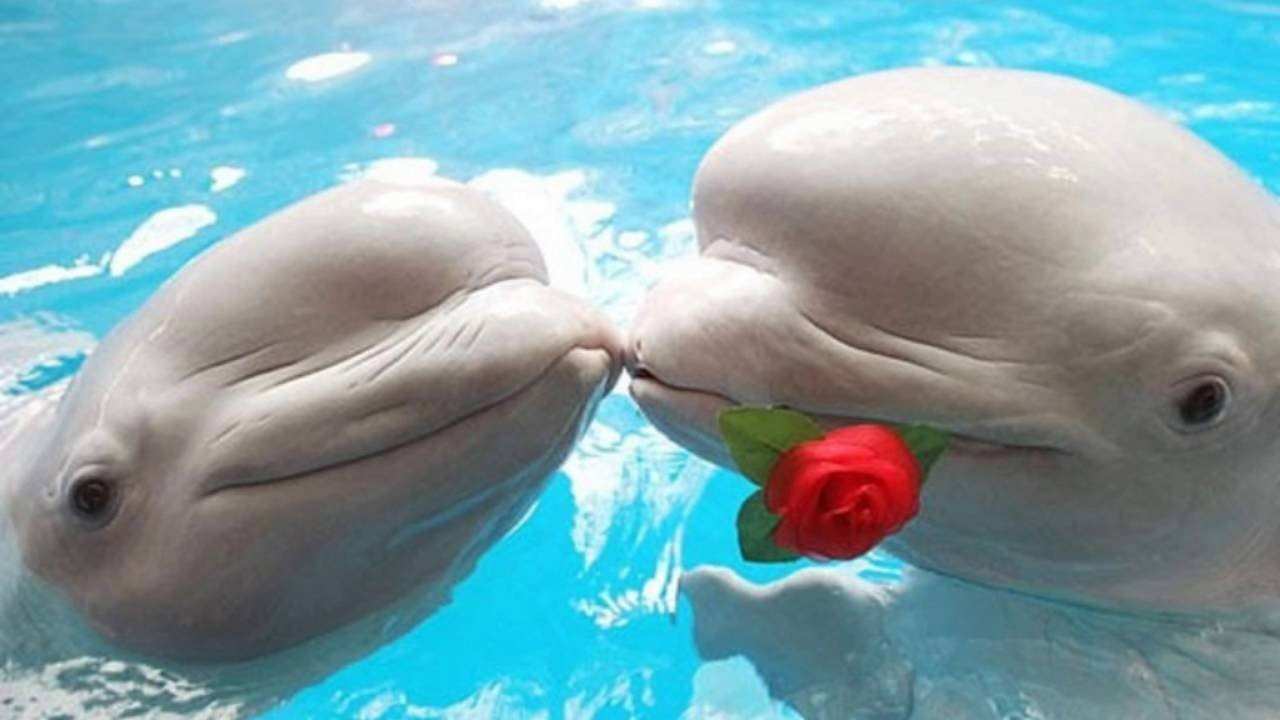 Дельфины с удовольствием разучивают и выполняют разные. Дельфины. Милые дельфинчики. Смешные дельфины. Милые дельфины.