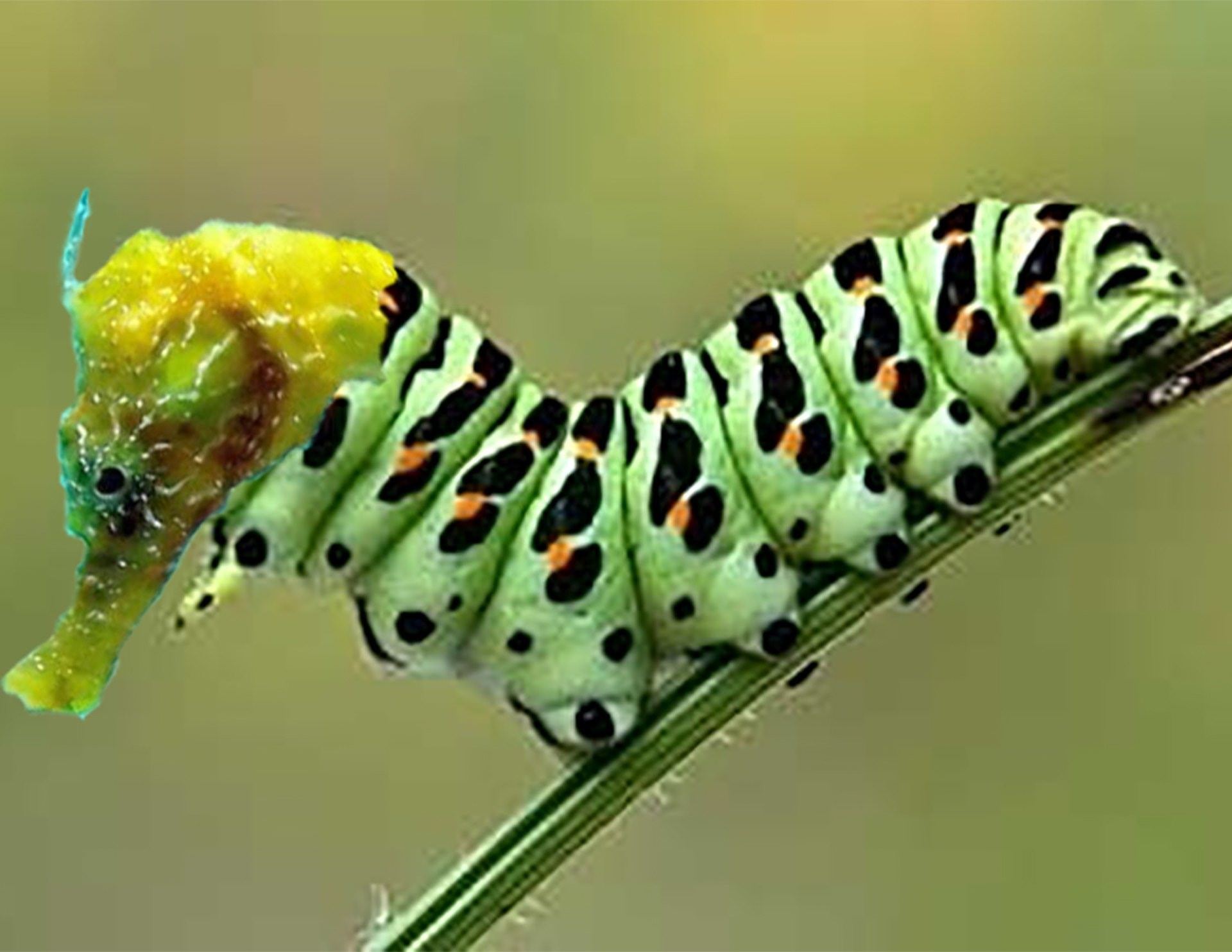 бабочки и их гусеницы фото