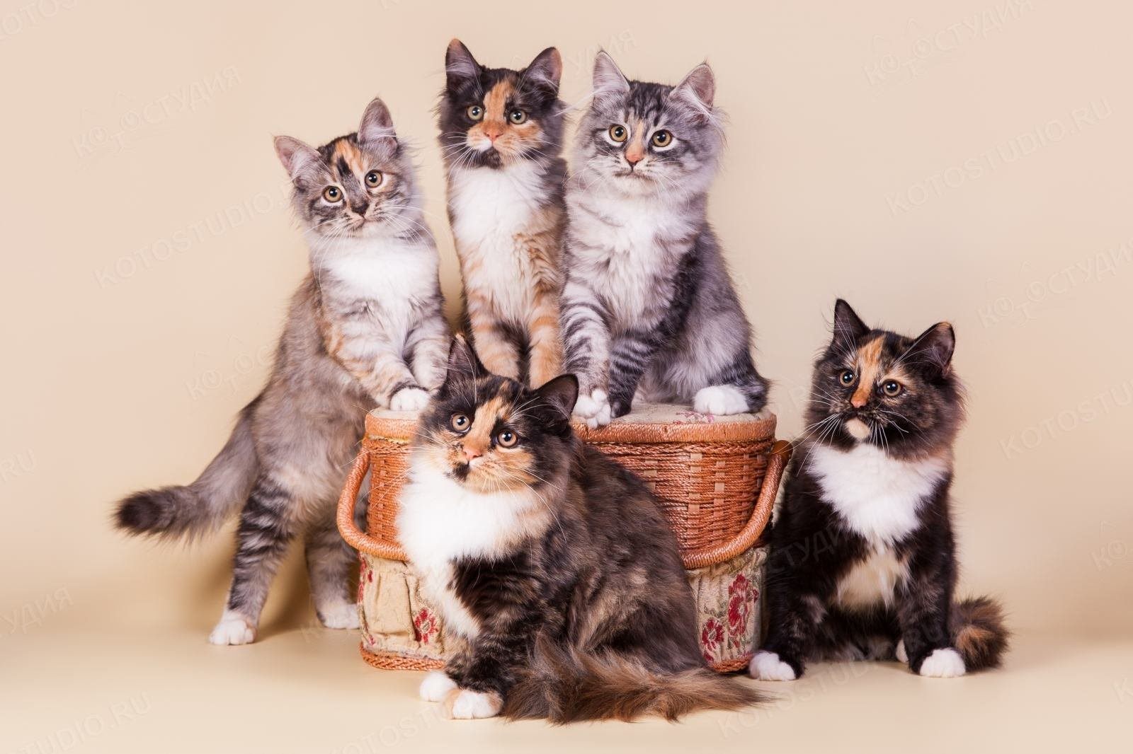 Окрасы сибирских кошек с фото