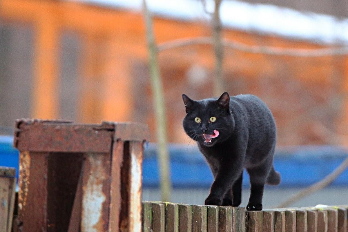 Павел воля с котом фото