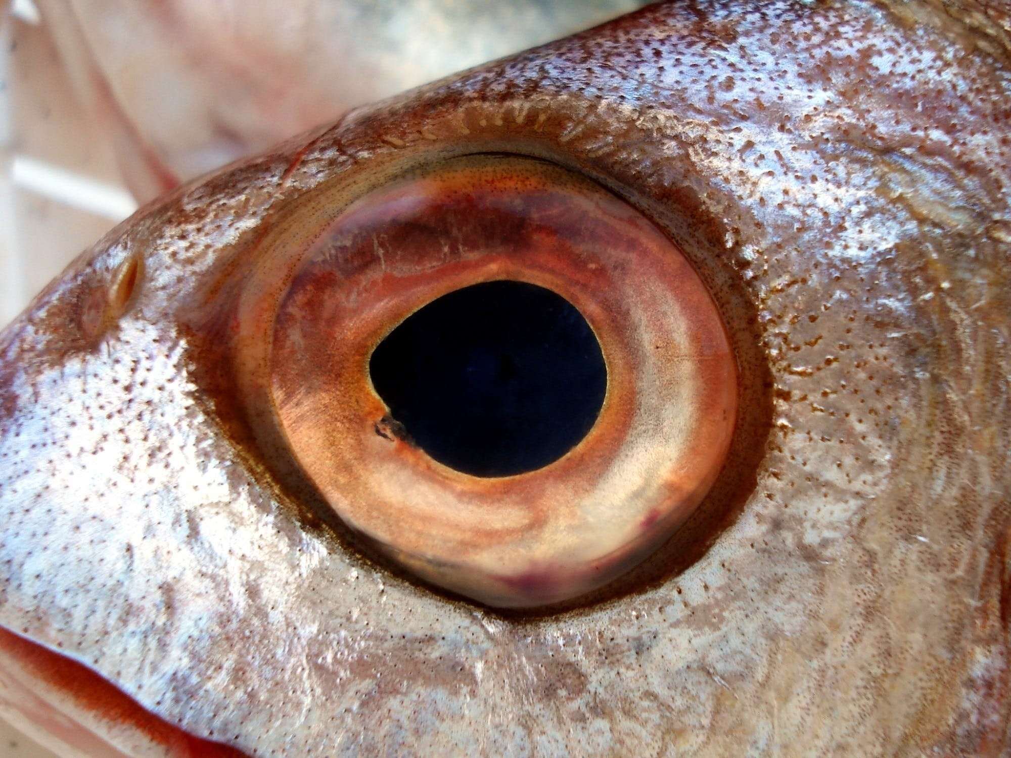 Ем глаза рыбы