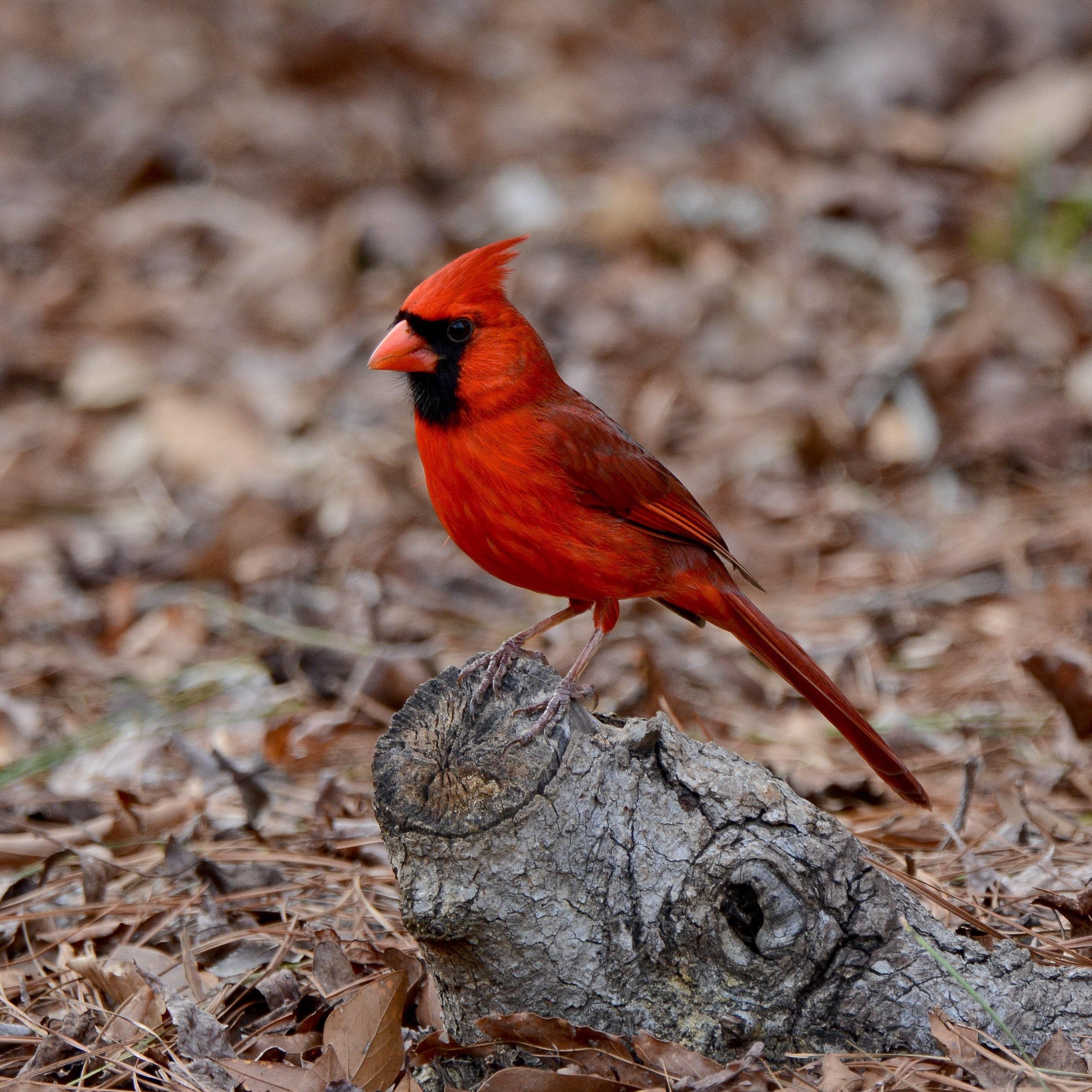 Птичка с красным хвостиком похожа на воробья фото и названия