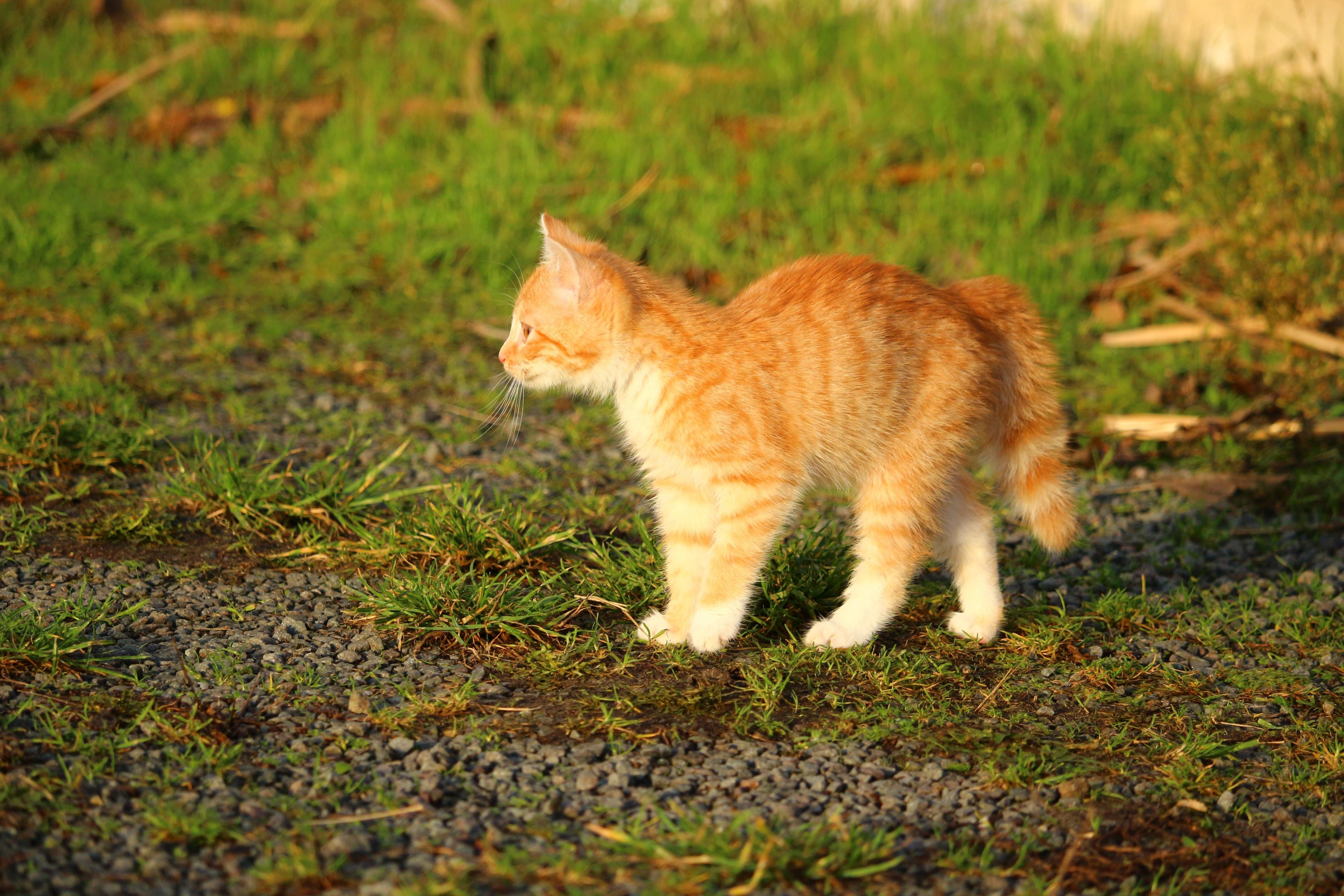 Фото кота сбоку