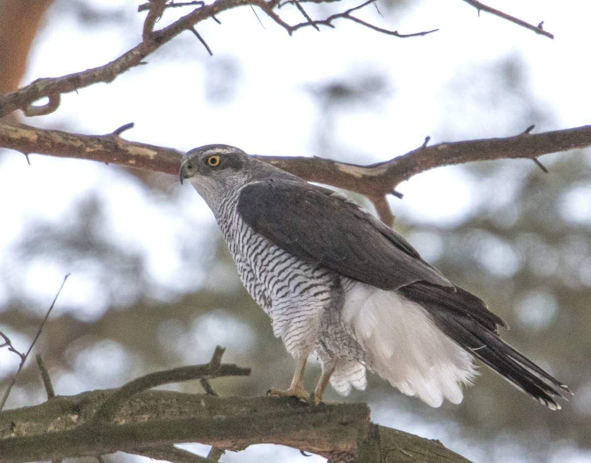 Тетеревятник. Ястреб - тетеревятник (Accipiter gentilis). Коршун тетеревятник. Ястреб-тетеревятник зимой. Ястреб тетеревятник альбинос.