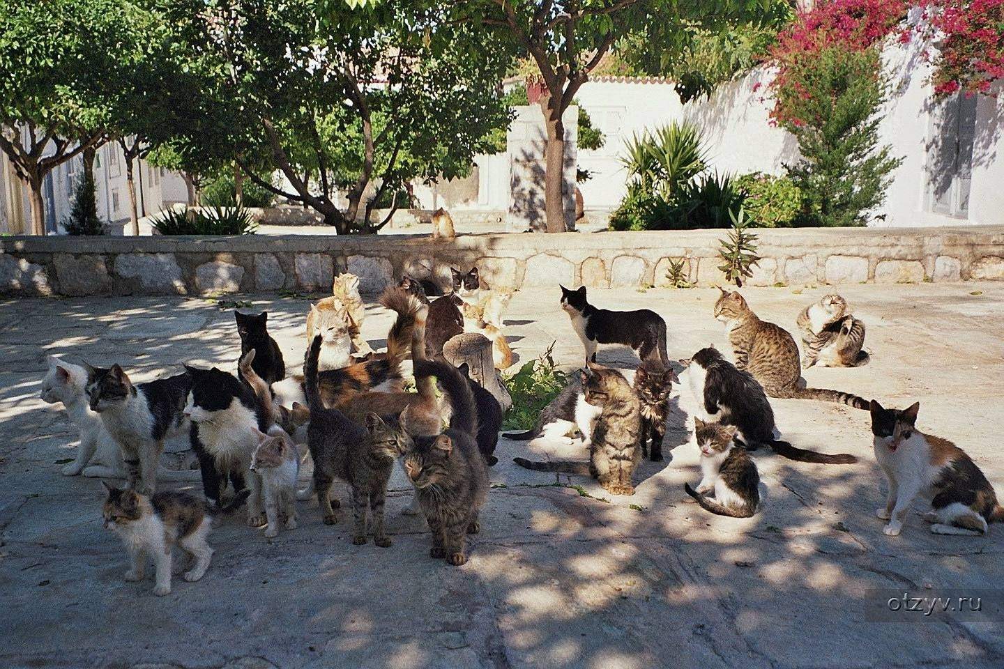 кошки в египте на улице