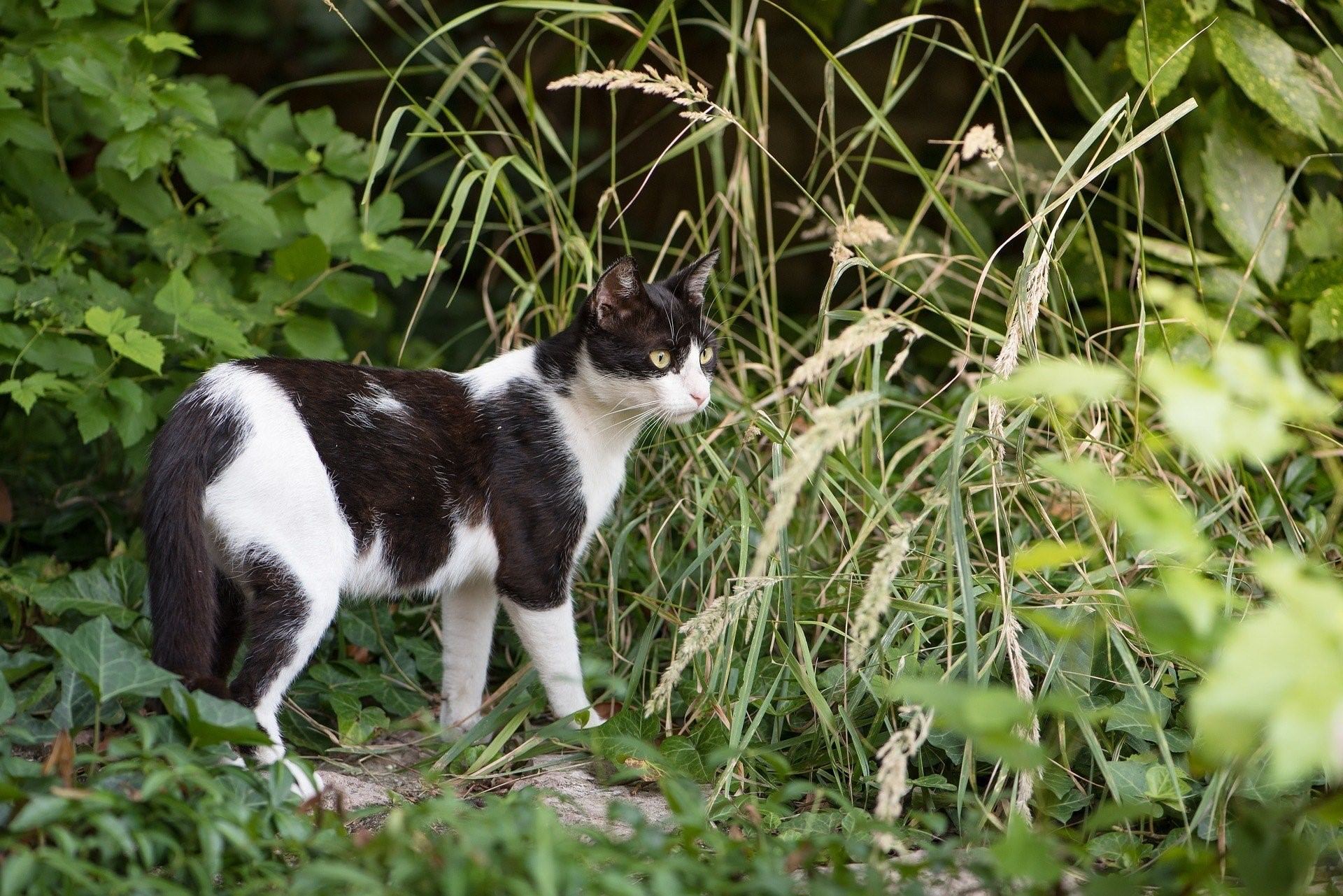 Серая кошка с черными пятнами. Пестрая кошка. Черно белый кот. Пятнистый кот черно белый. Пятнистая бело черная кошка.