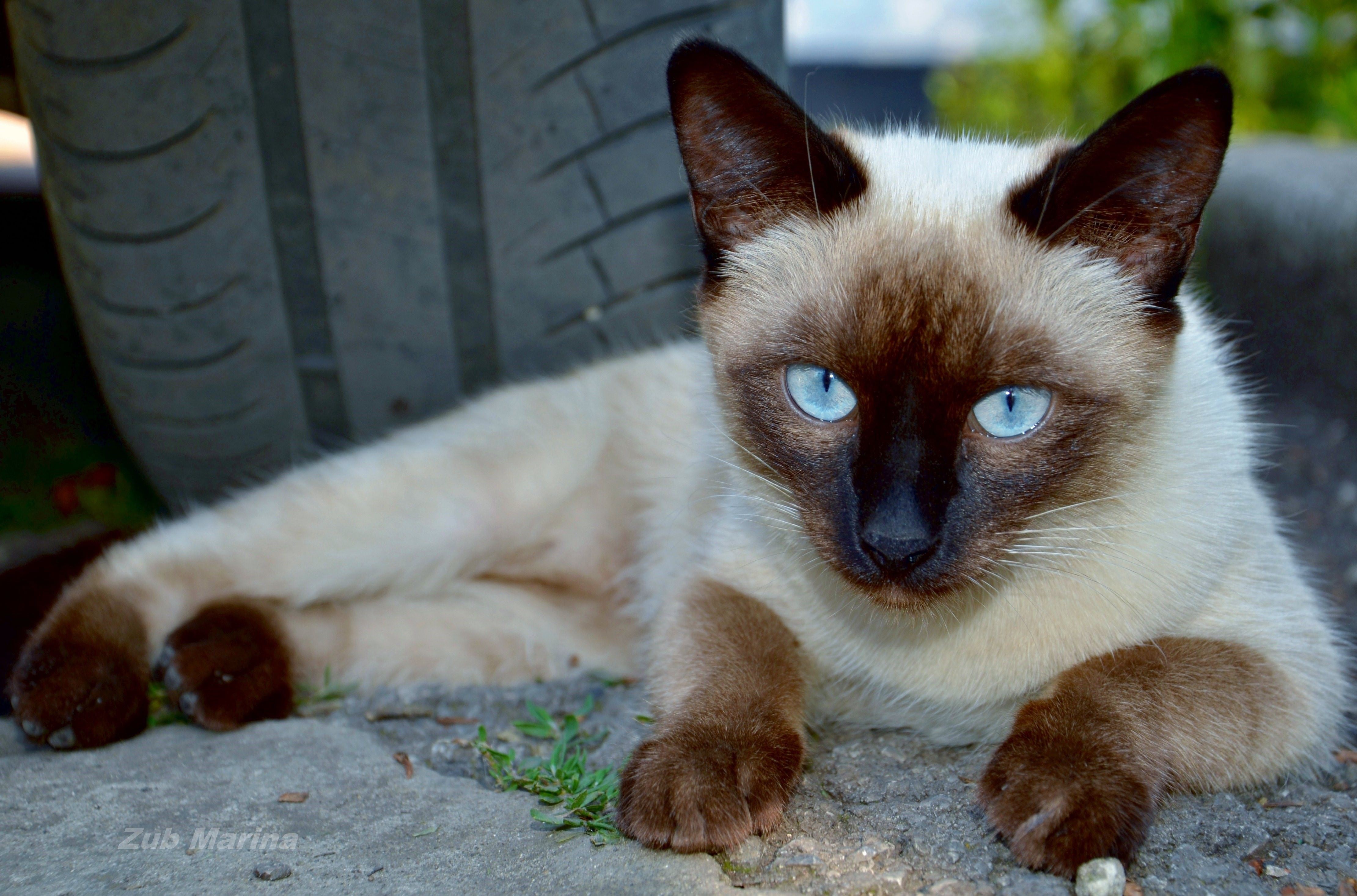 Siamese cat. Сиамский кот чистокровный. Сиамская кошка Лапкинс. Сиамская беспородная кошка. Сиамская турецкая кошка.