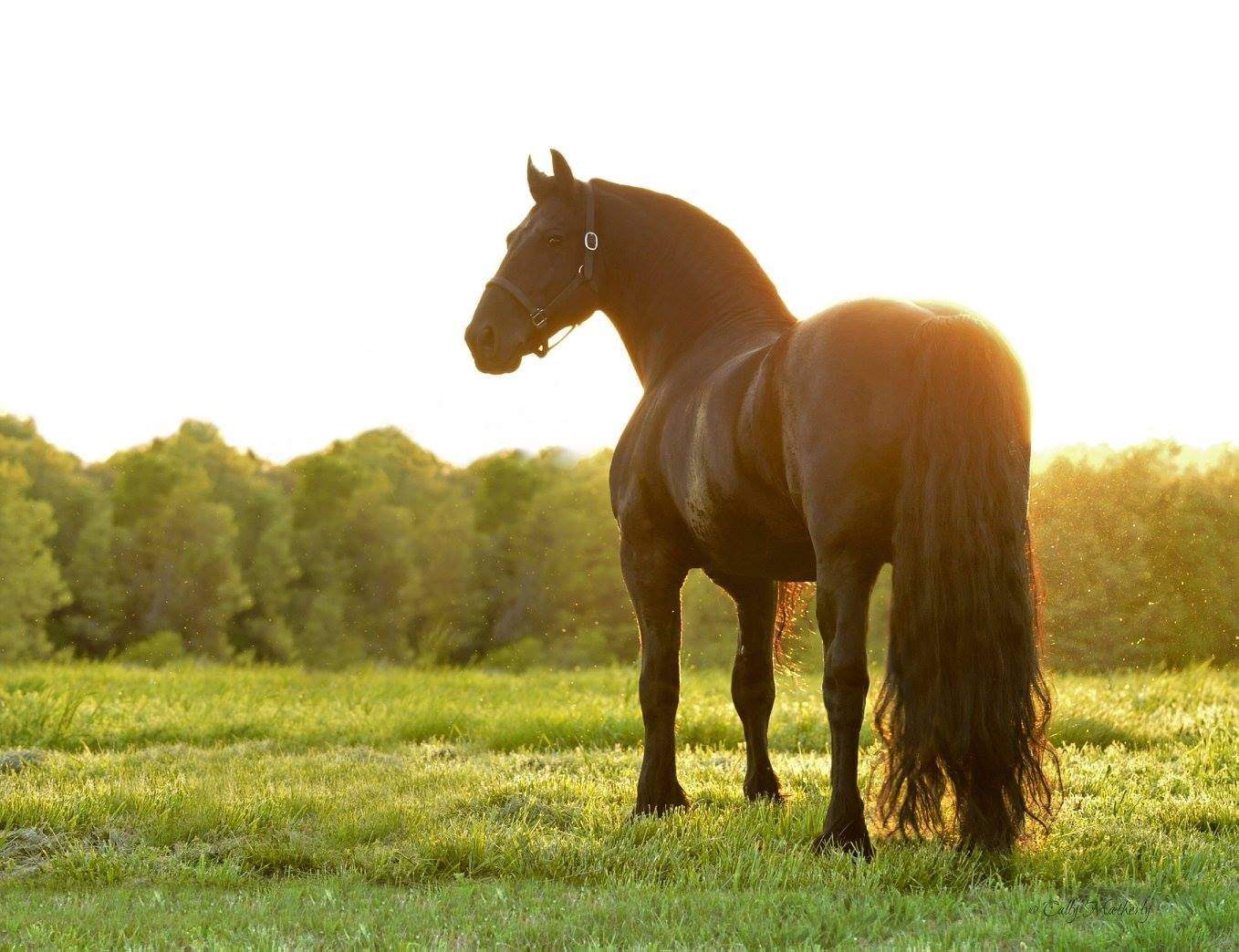 Мир лошадка. Фредерик Великий лошадь. Фризский жеребец Фредерик Великий. Красивый конь.