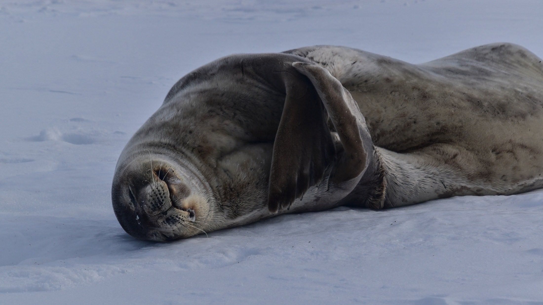 Тюлени морские котики нерпы моржи. Ластоногие моржи. Байкальская Нерпа. Тюлень Уэдделла.