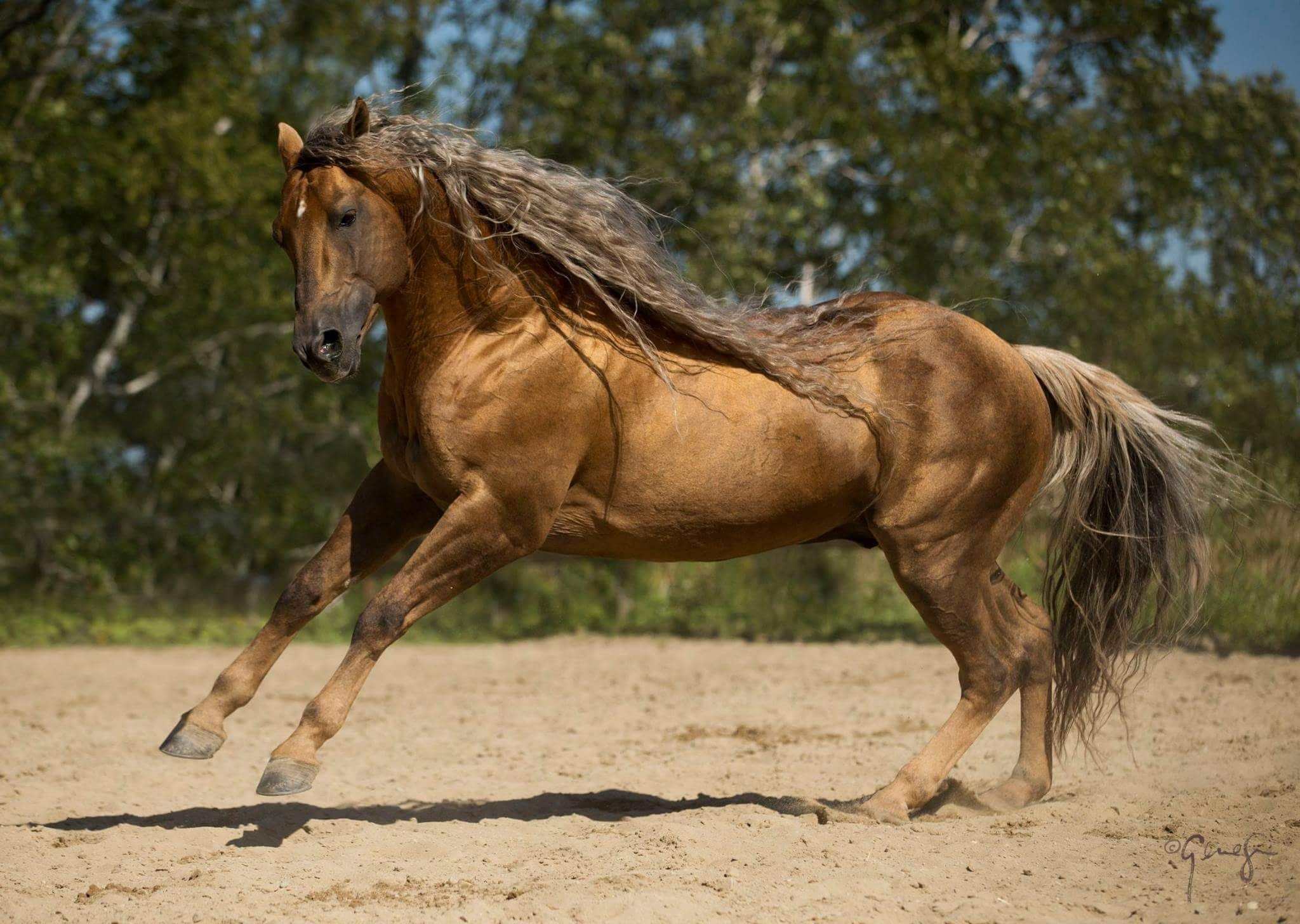 Соловая масть лошади. Соловая масть Мустанг. Соловая Паломино лошадь. Андалузская Соловая. Соловая масть лошадей.