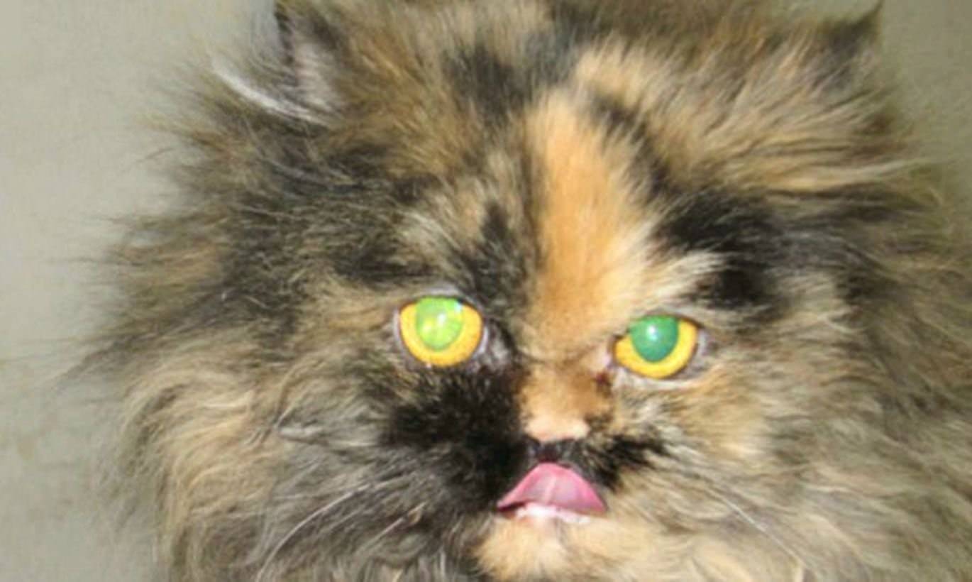 Персидская кошка черепахового окраса с голубыми глазами