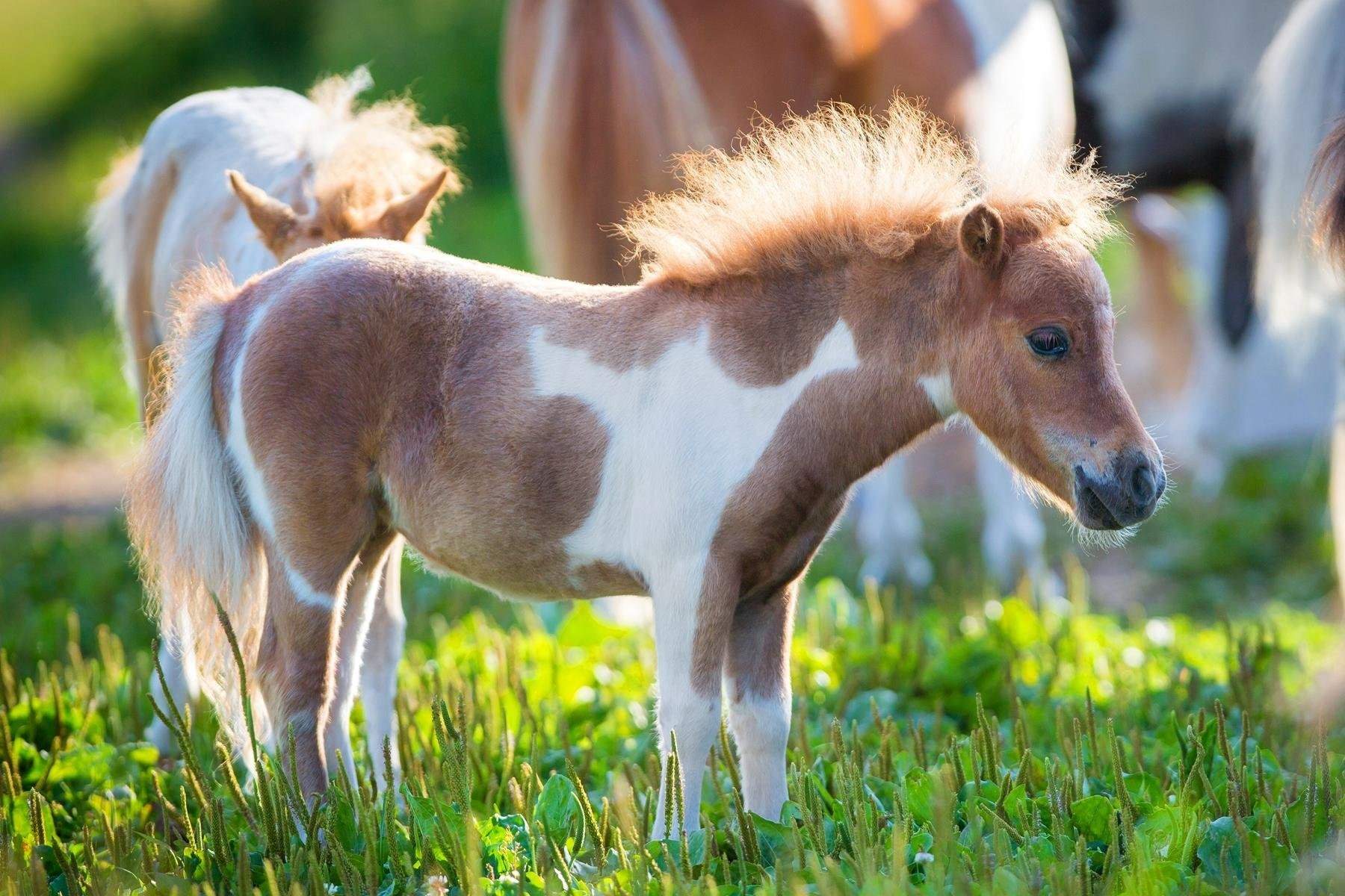 Маленькая лошадка пони. Фалабелла пегая. Лошади породы Фалабелла. Шетлендский пони с жеребенком. Жеребенок мини лошади.
