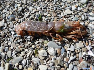 Морской таракан финский залив