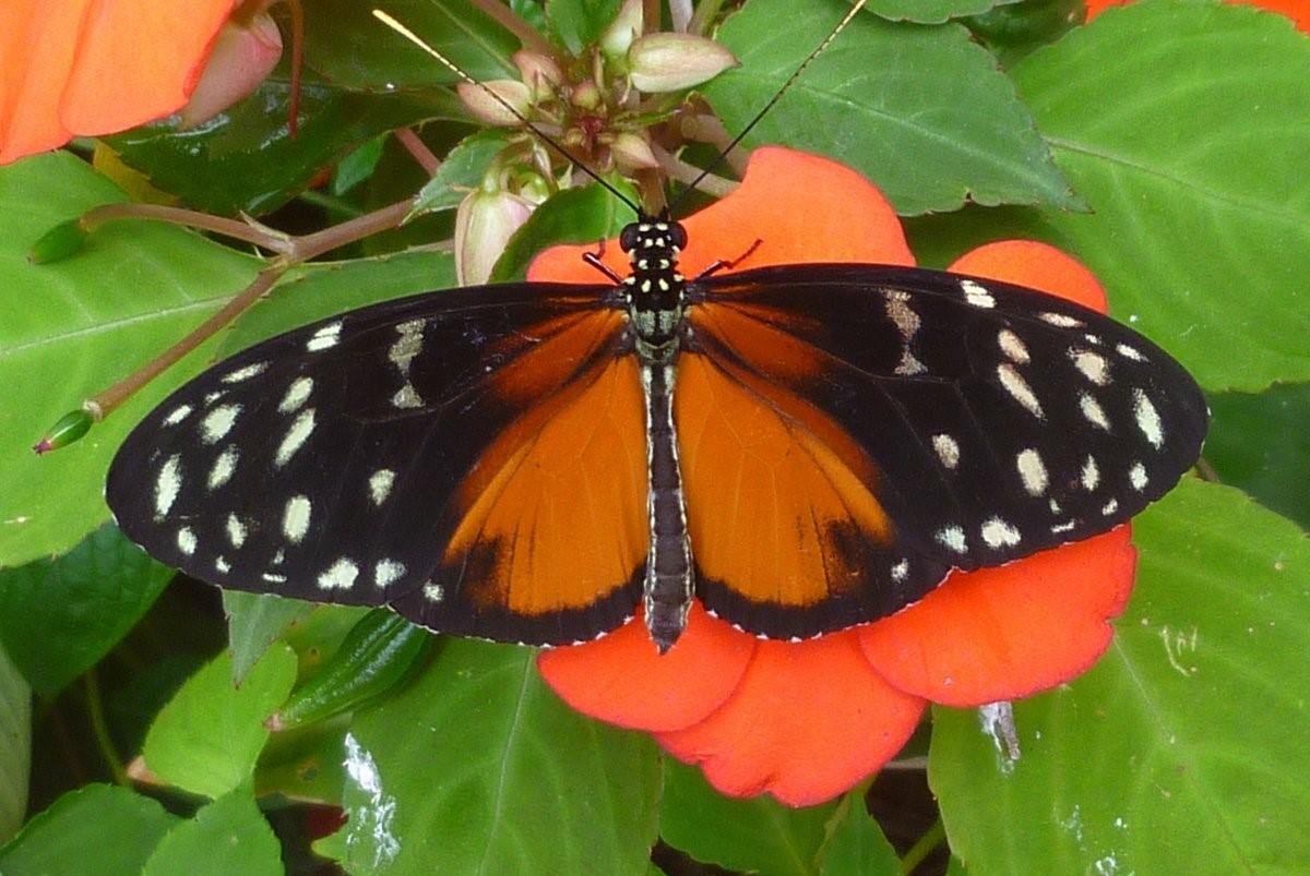 Бабочка черно оранжевая. Черно оранжевая бабочка. Бабочка оранжевая с черными. Бабочка с оранжевыми крыльями и черными пятнами. Черно оранжевый мотылек.