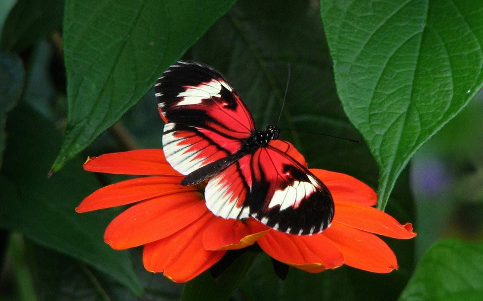 цветок который любят бабочки фото