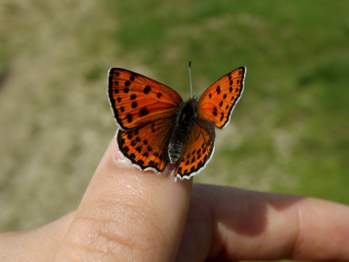 Бабочка черно оранжевая. Бабочка. Оранжевая бабочка. Черно оранжевая бабочка. Самая маленькая бабочка.