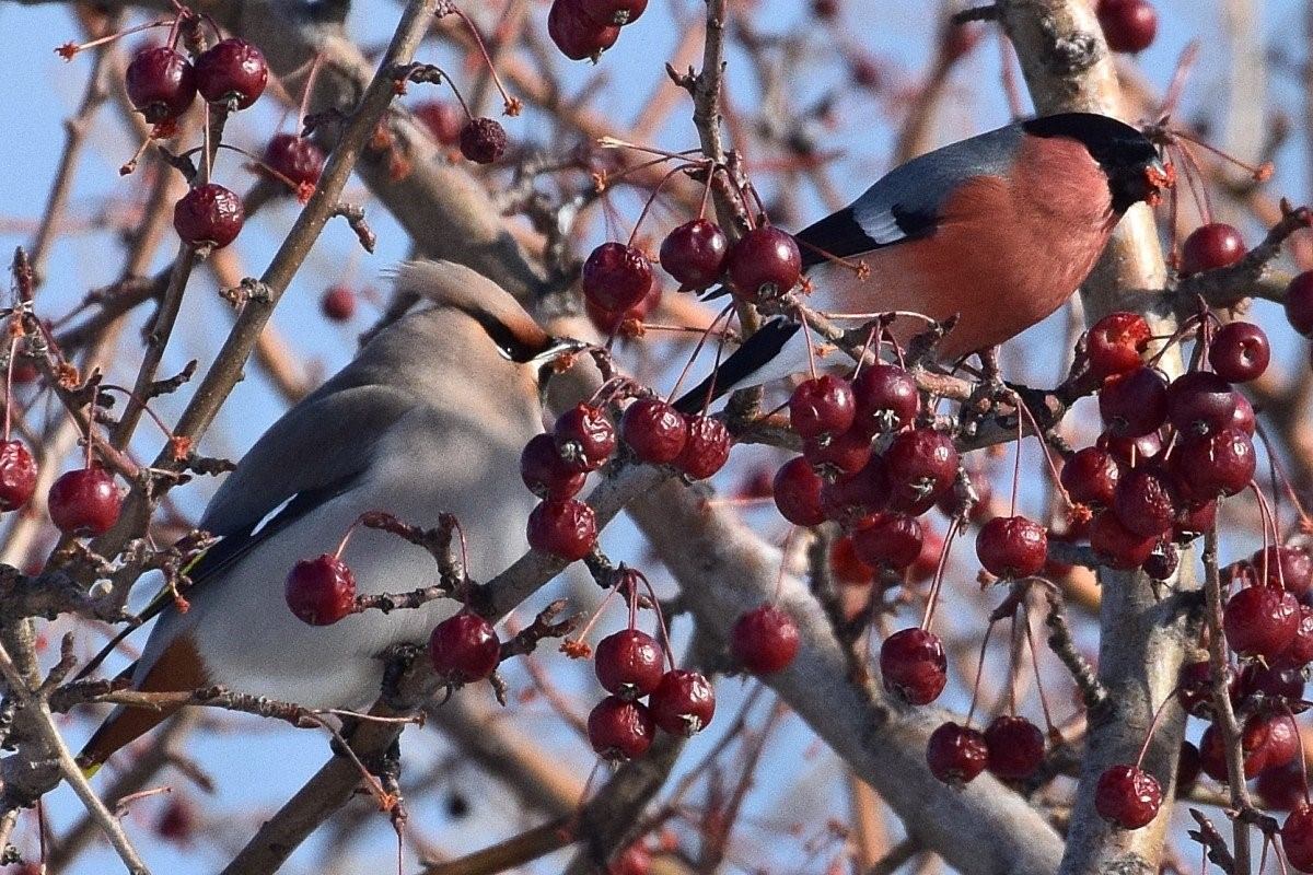 Зимние птицы алтайского края фото и названия