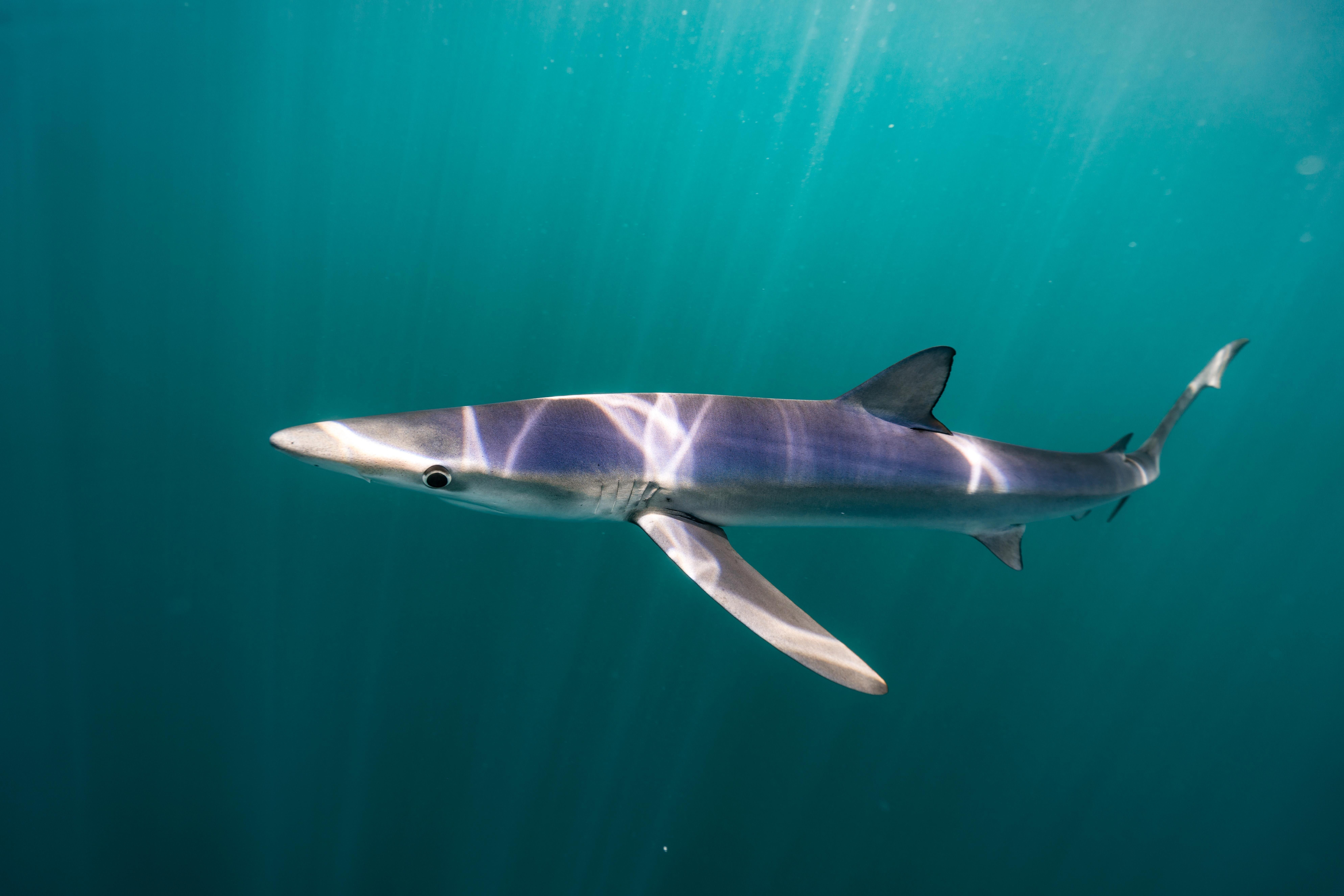Акулы в черном море катран фото