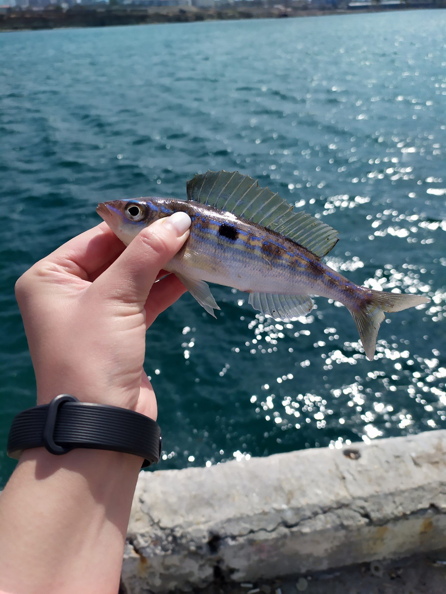 съедобная рыба в черном море