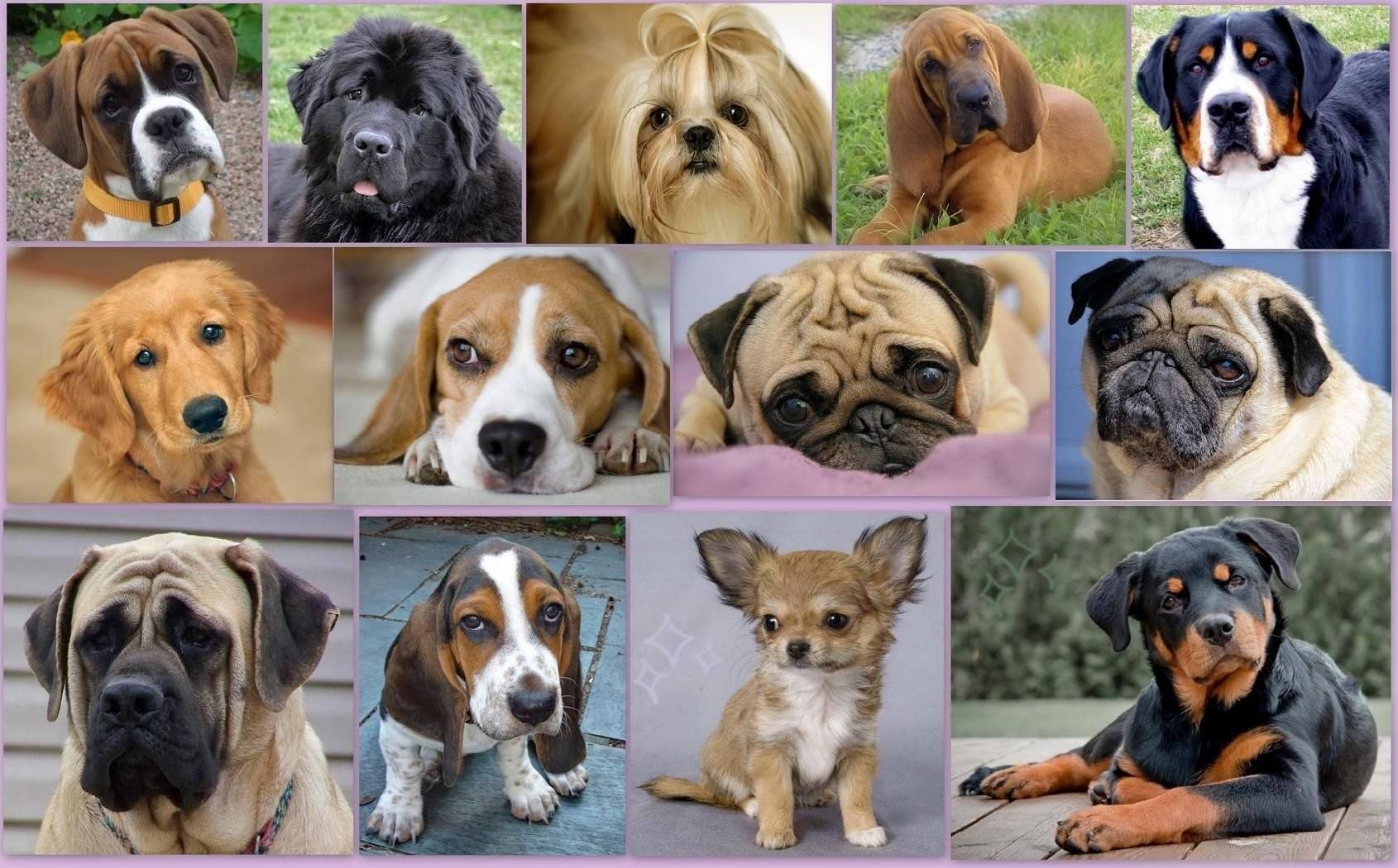 Виды собак породы название с фото