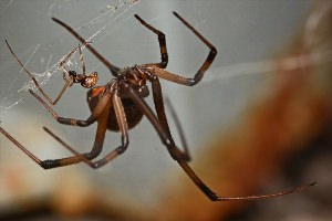 Черная вдова паук самец