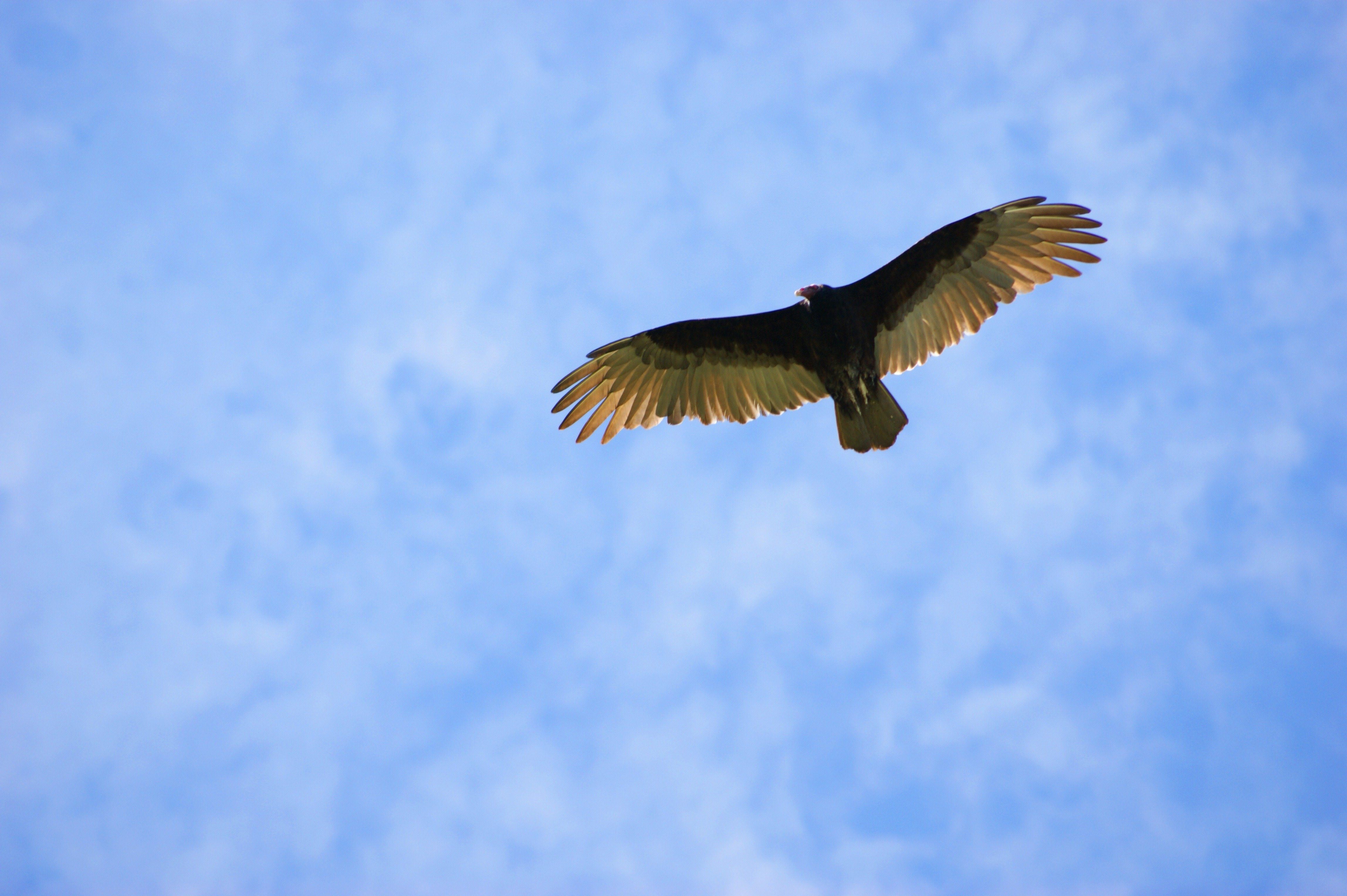 Орел парящий в небе фото