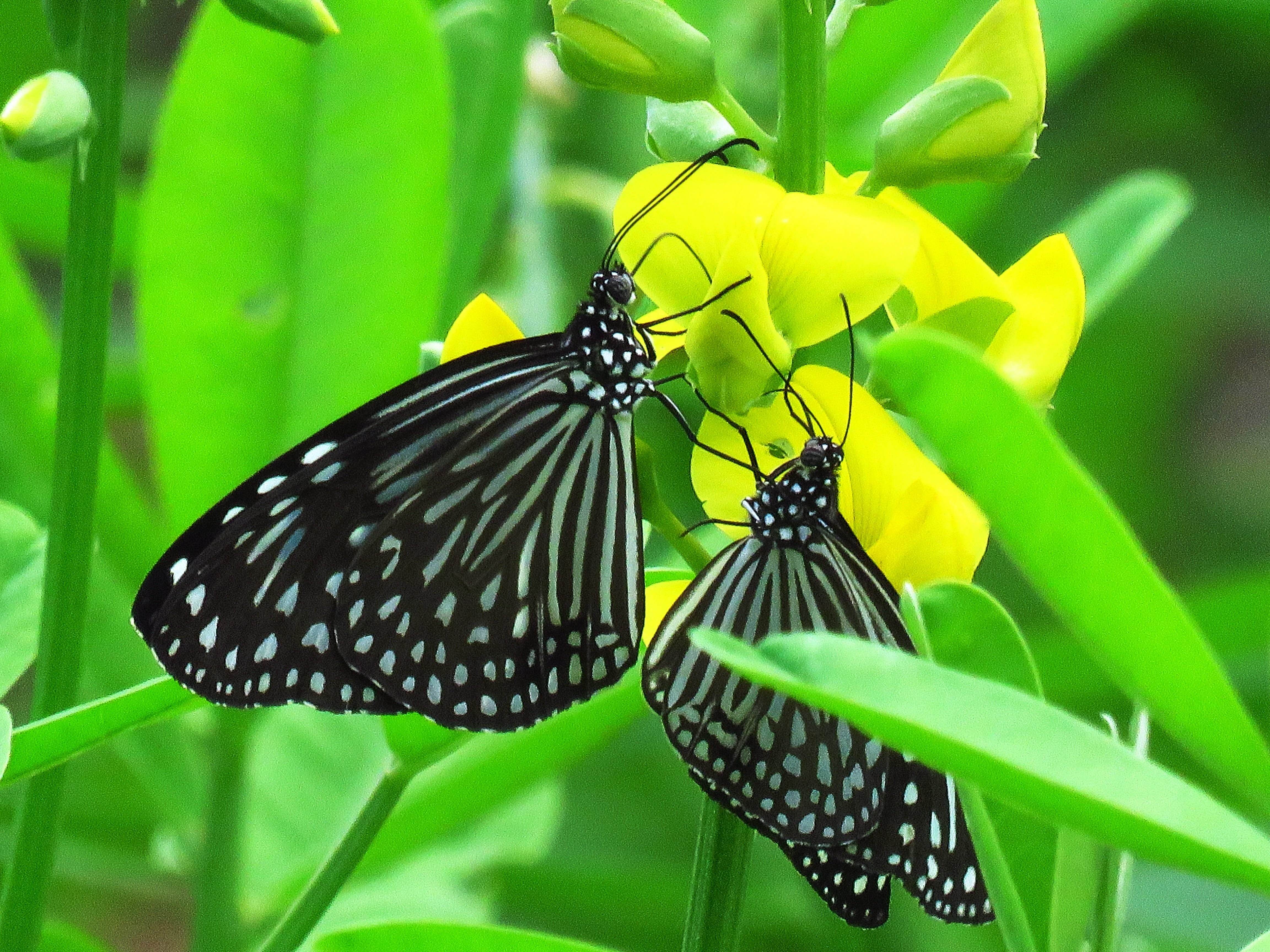 Цветок бабочка зеленый. Жёлтая бабочка. Желтая бабочка с черным принтом. Заставка бабочки. Яркие бабочки фото.