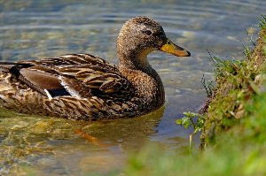 Водоплавающие птицы Беларуси