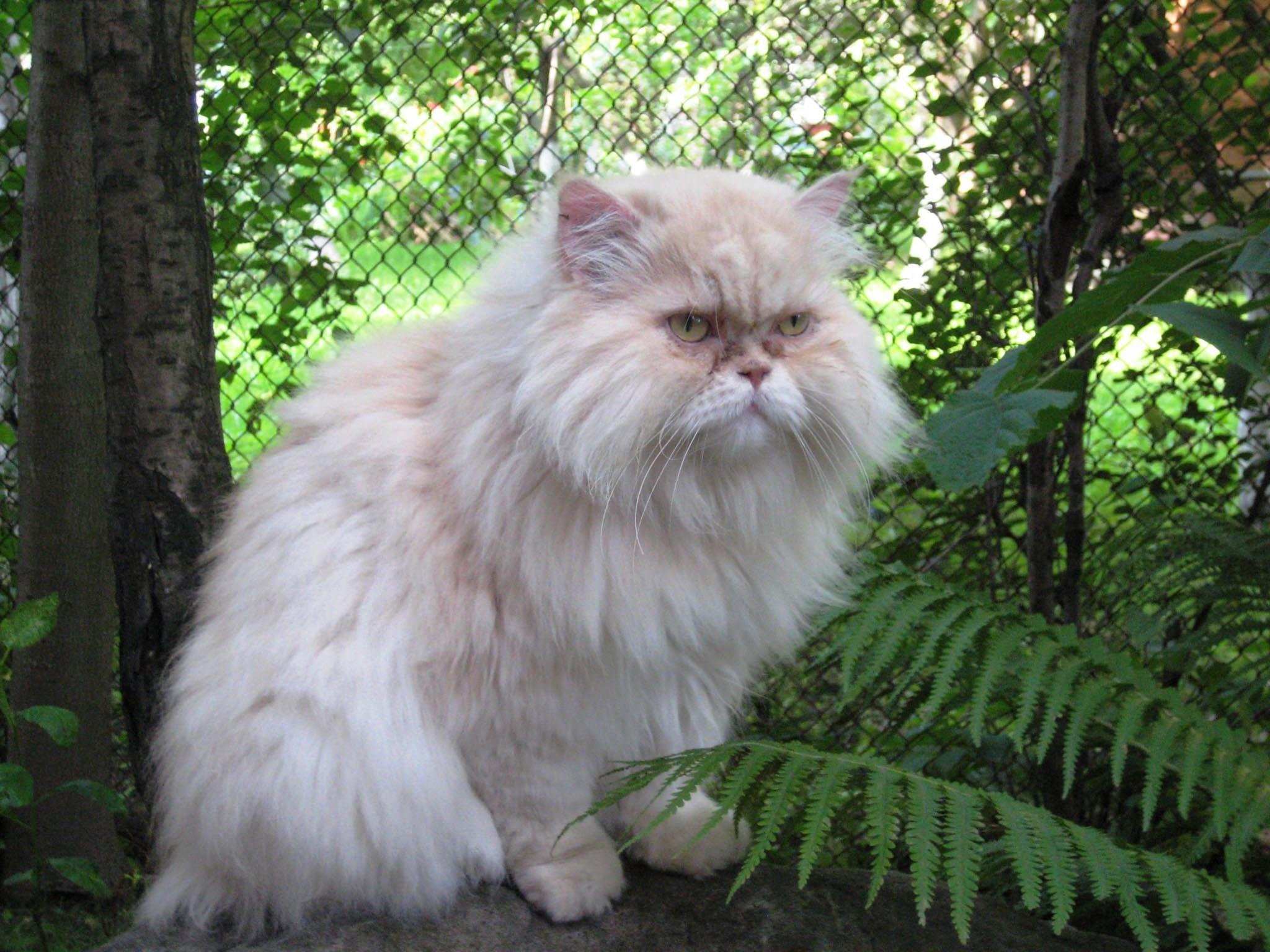 Сколько живут персидские. Персицкий кот палевый. Колор Пойнт длинношерстный. Персидская длинношерстная шиншилла. Британский полуперс.